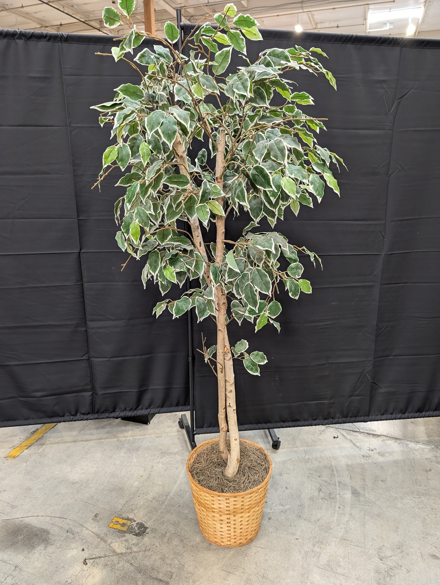 Lifelike Variegated Ficus Faux Tree in Woven Basket Planter
