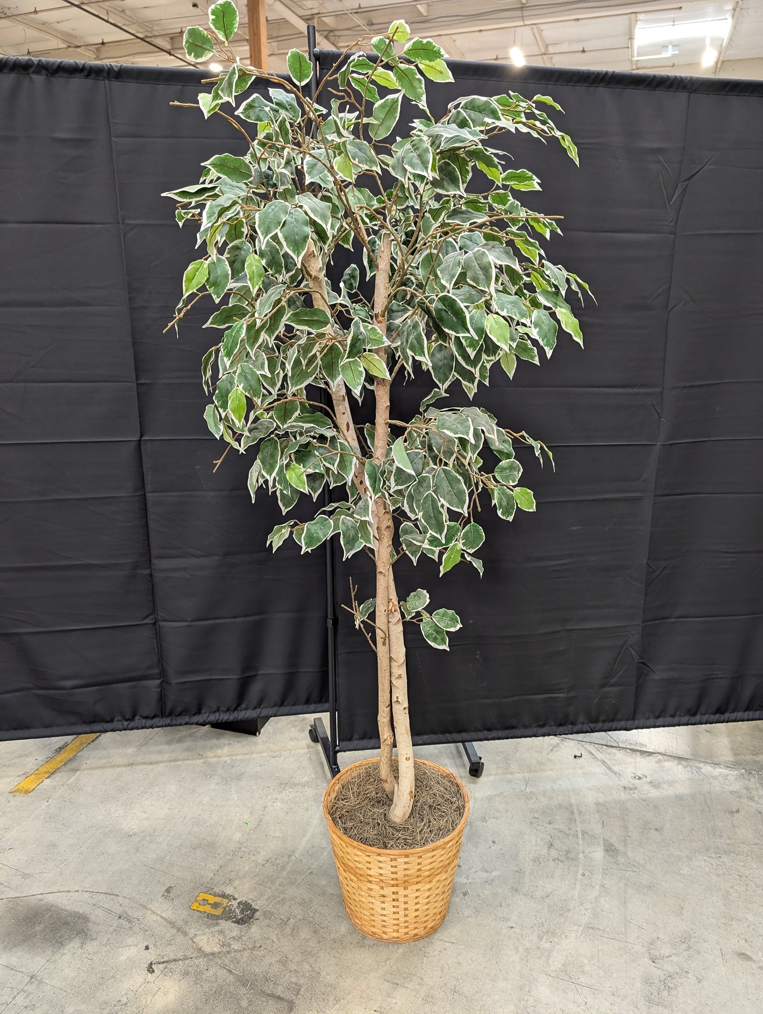 Lifelike Variegated Ficus Faux Tree in Woven Basket Planter