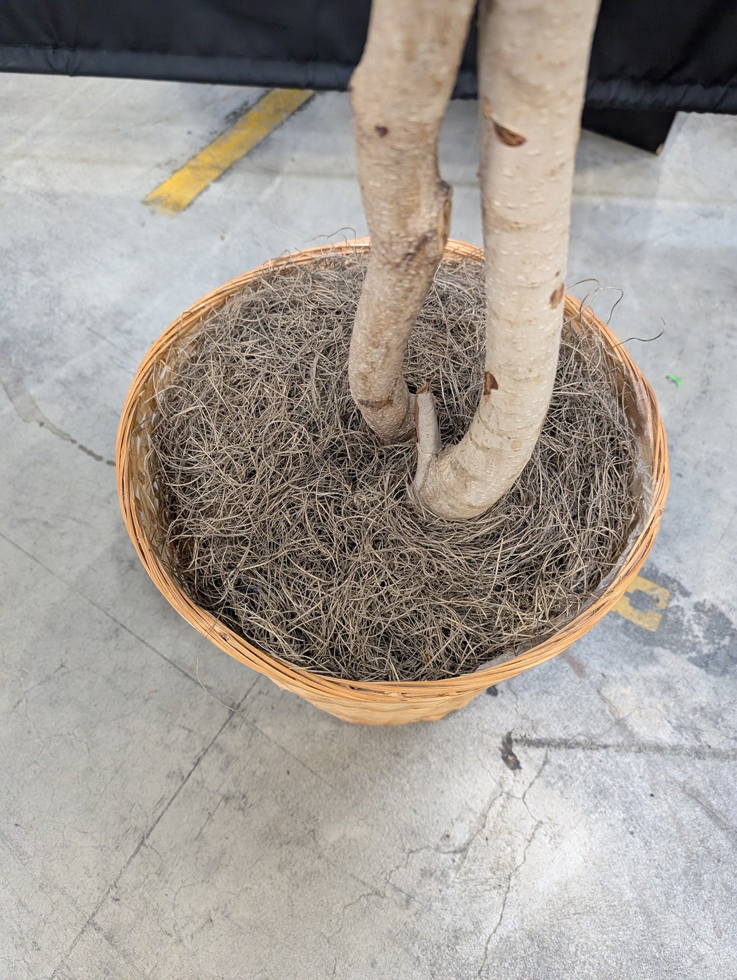 Lifelike Variegated Ficus Faux Tree in Woven Basket Planter