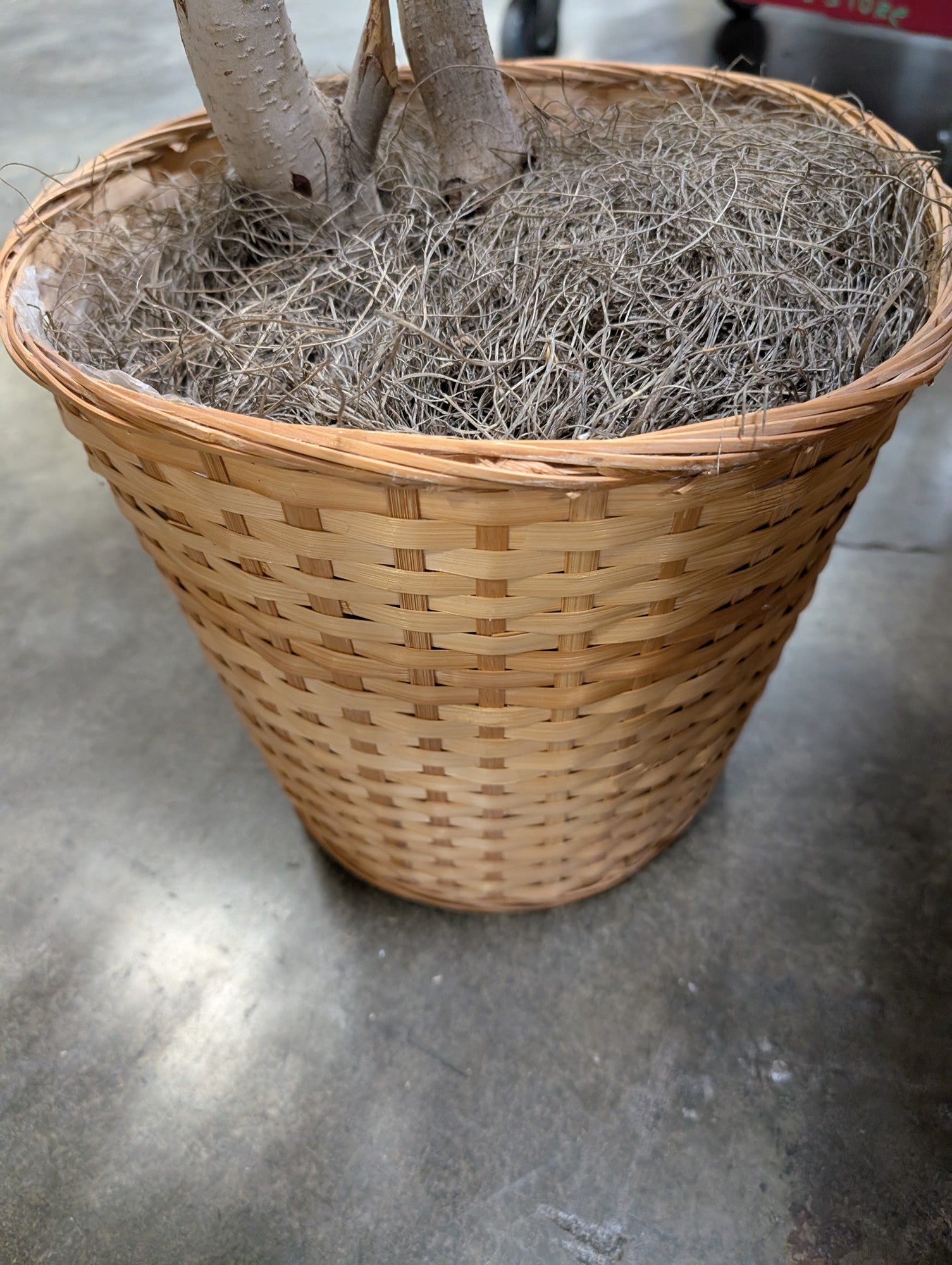 Lifelike Variegated Ficus Faux Tree in Woven Basket Planter