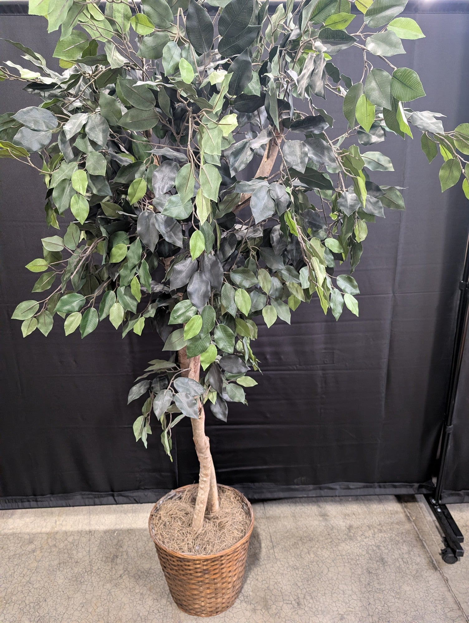 Lush Artificial Ficus Tree with Woven Basket Planter