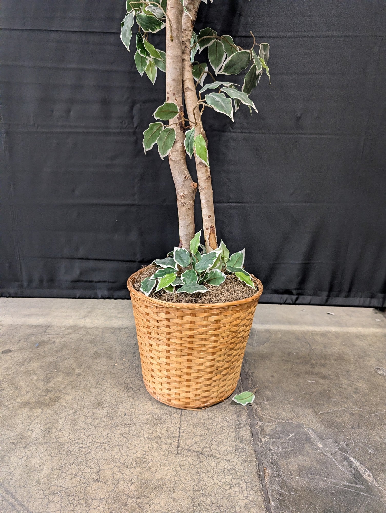 Lifelike Variegated Ficus Tree in Woven Basket Planter