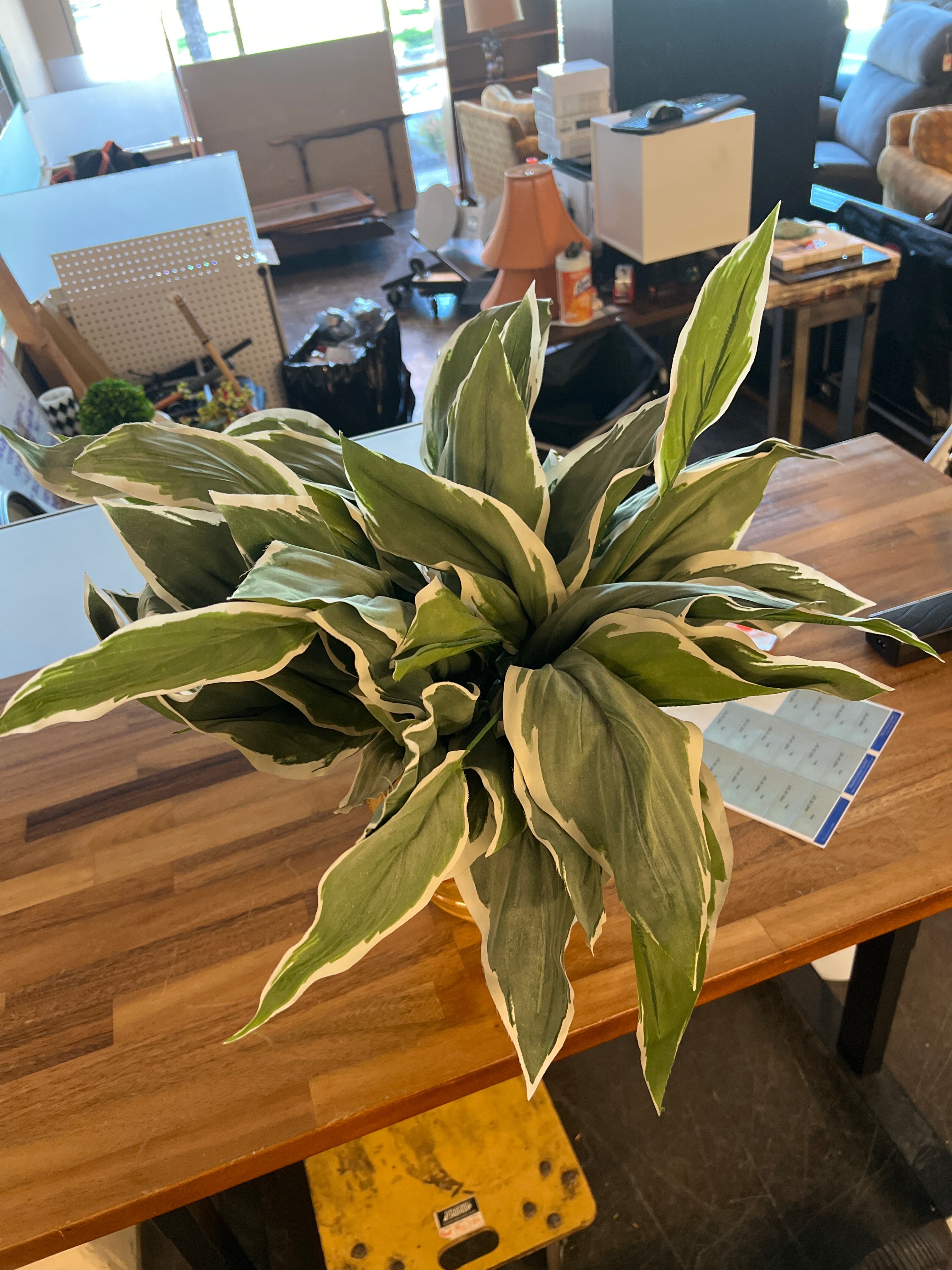 Artificial Variegated Green Plant in Glazed Ceramic Pot