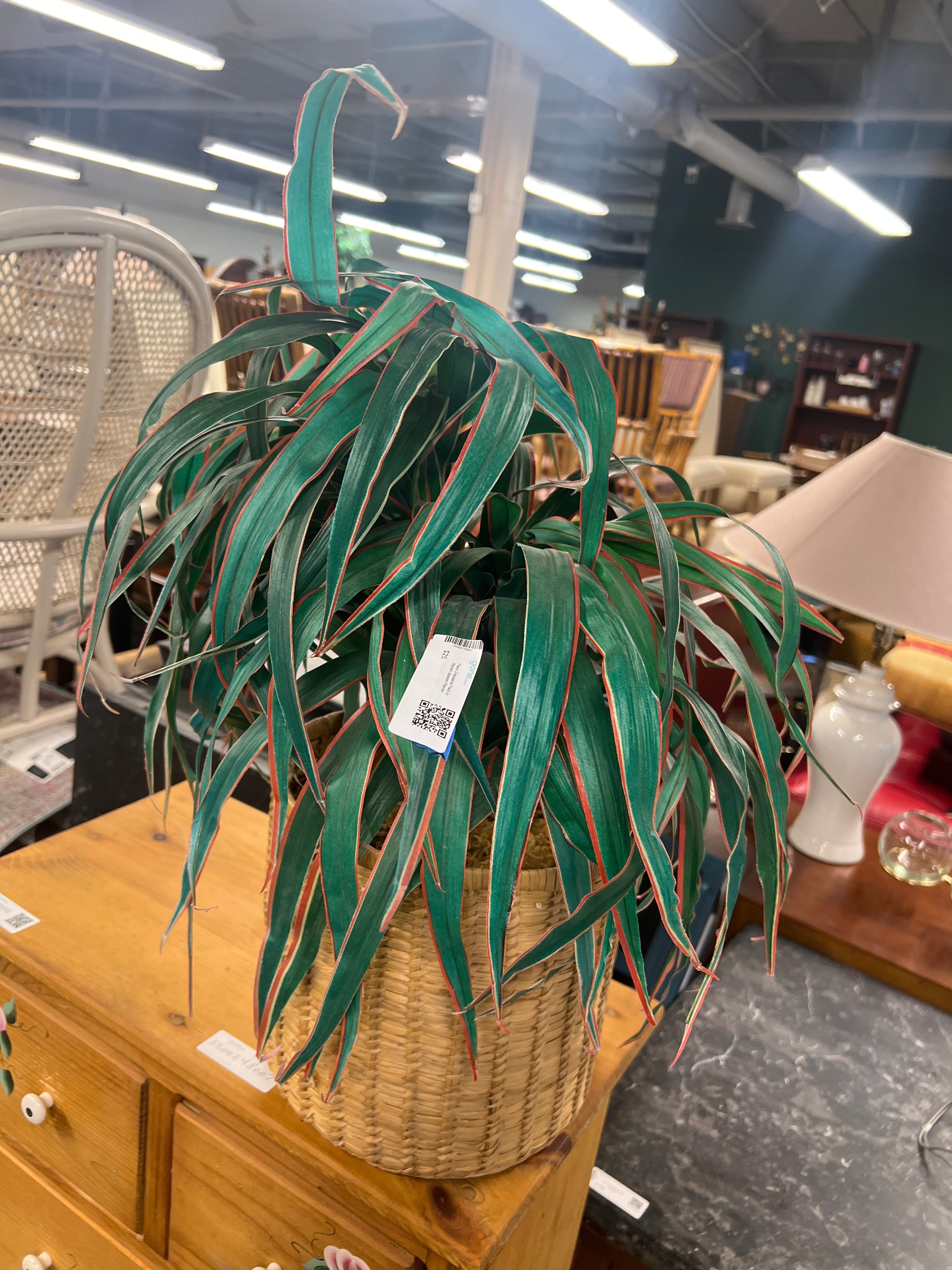 Faux Dracaena Plant in Woven Basket Planter