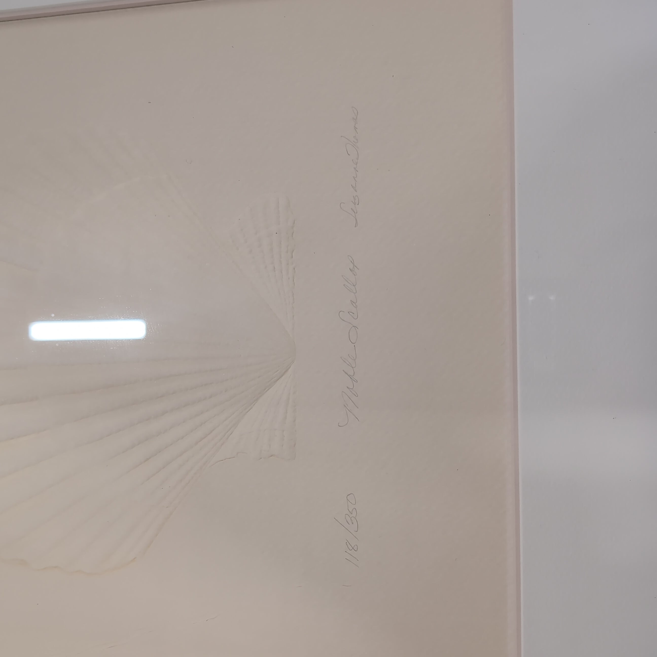Light-Toned Seashell Relief Framed Art