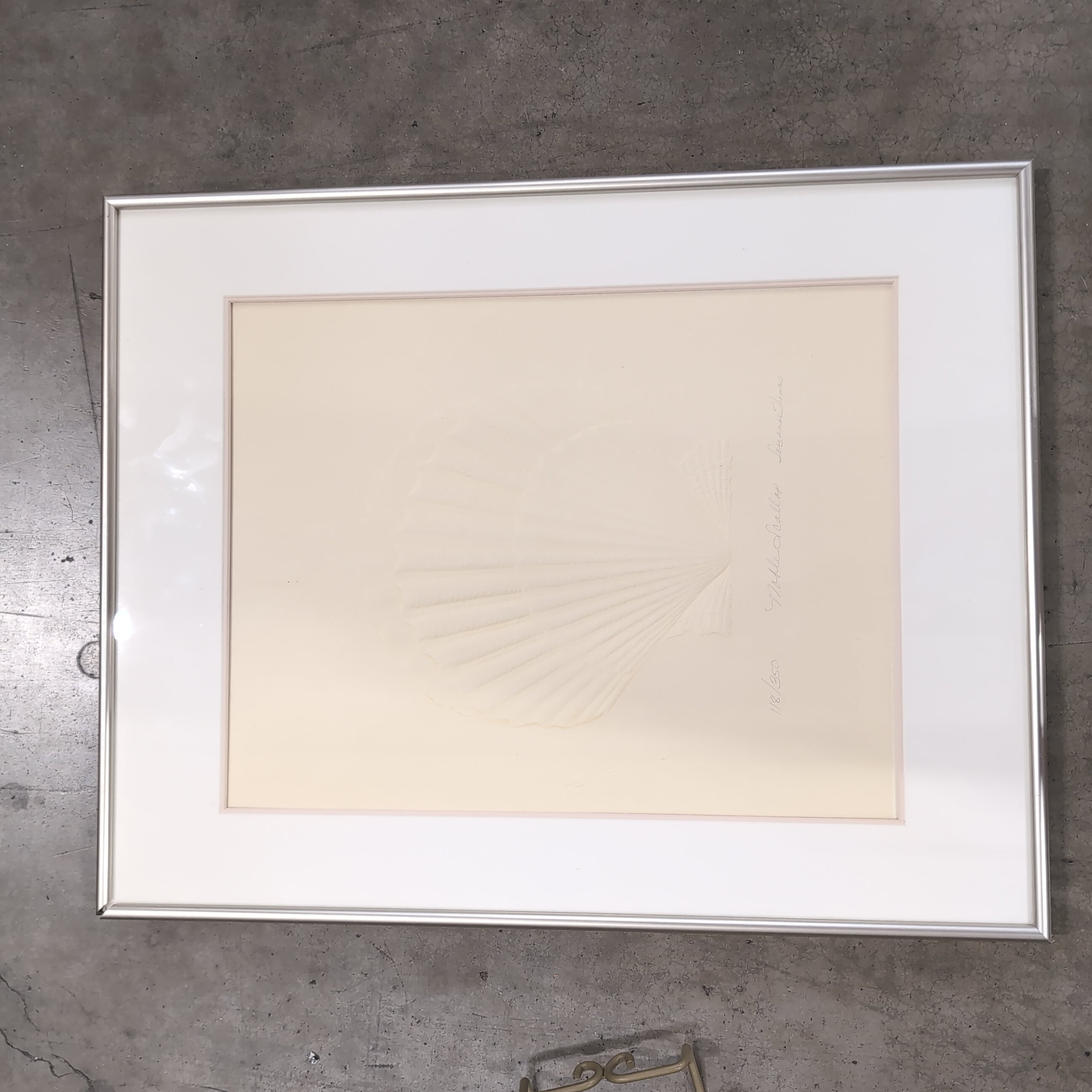 Light-Toned Seashell Relief Framed Art