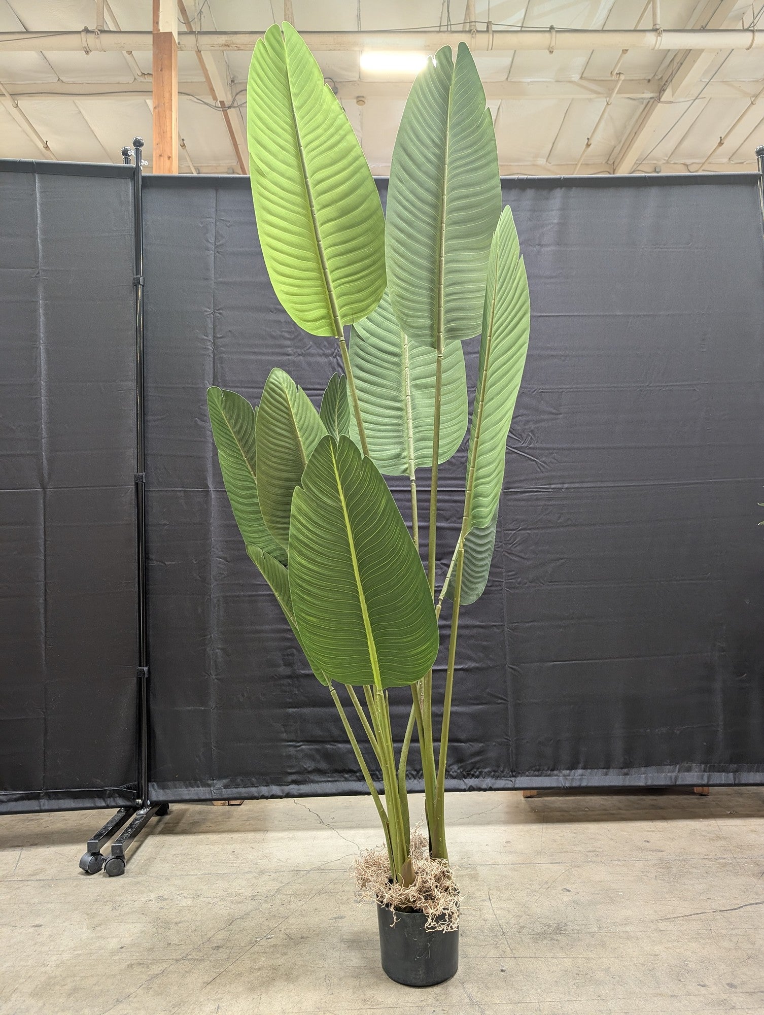 Green Faux Banana Leaf Tree with Pot