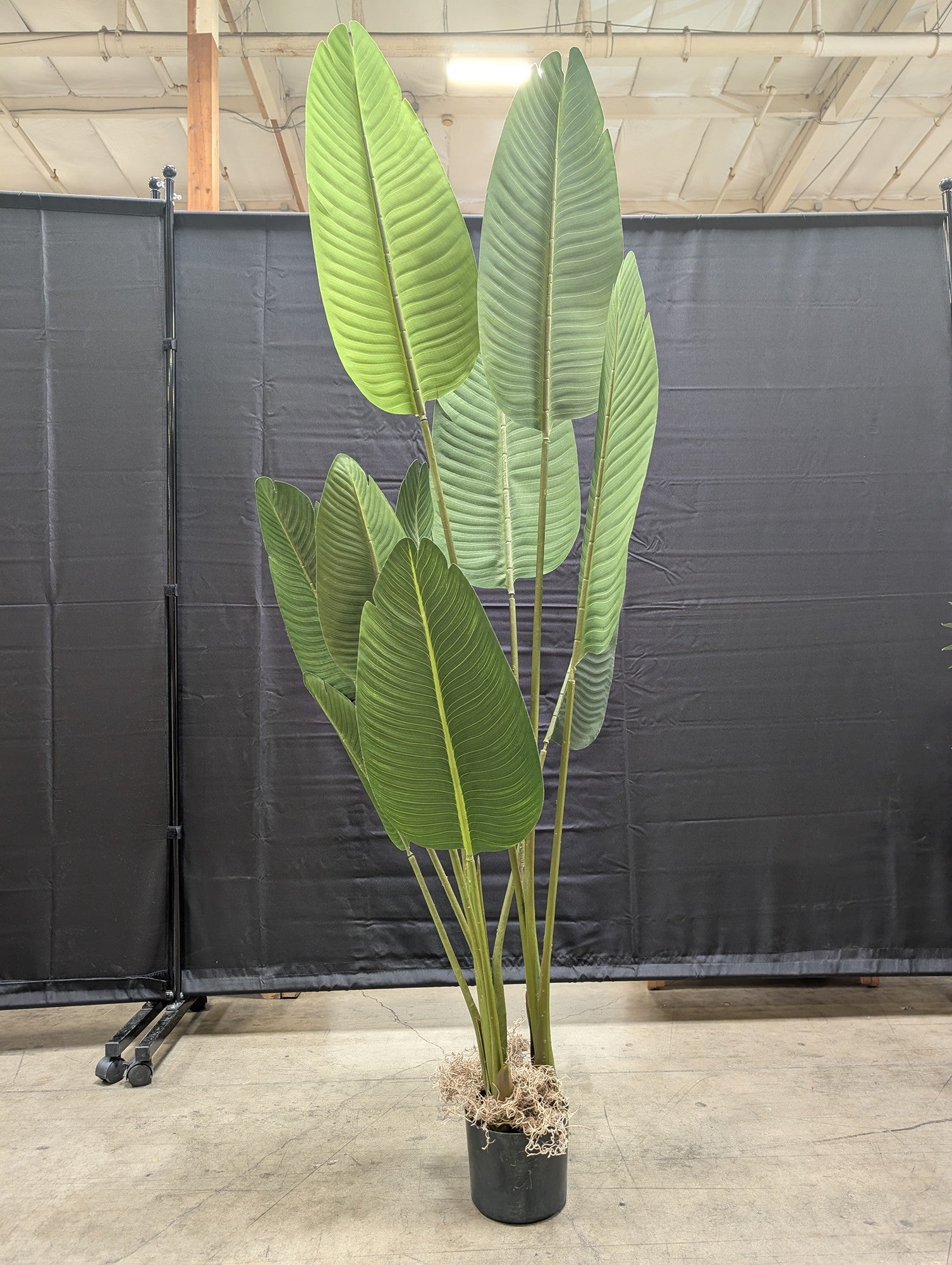 Green Faux Banana Leaf Tree with Pot