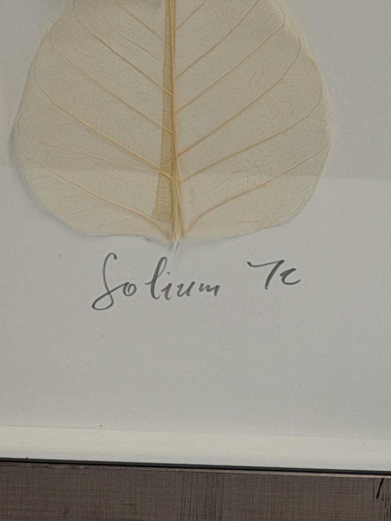 Botanical Ombre Skeleton Leaf Framed Artwork