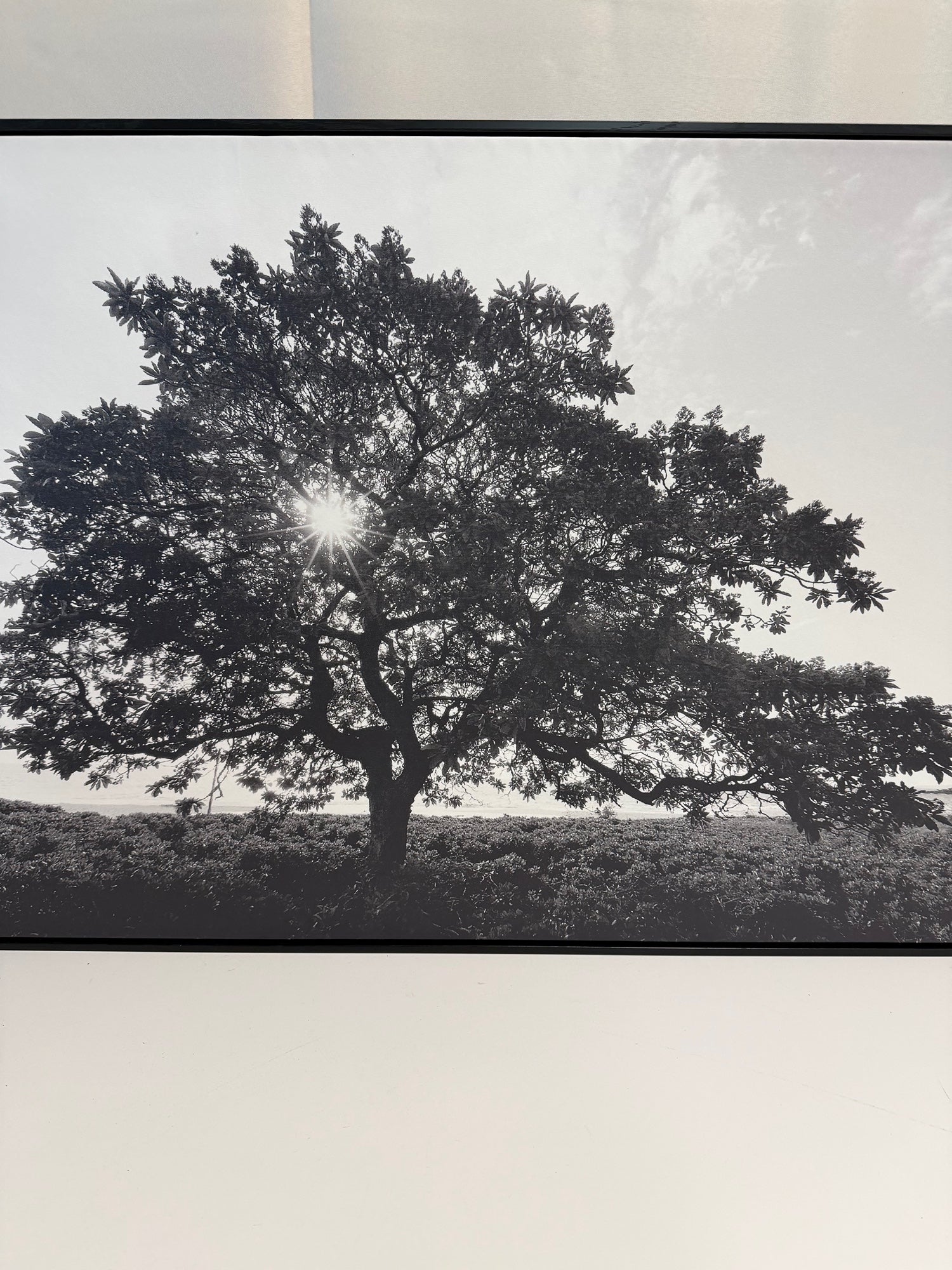 Monochrome Tree Landscape Photograph in Black Frame