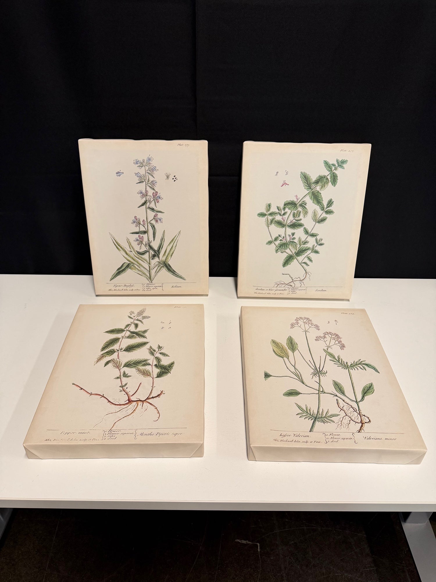 Set of 4 Stupell Home Decor Antique Floral Herbs Canvas Wall Art