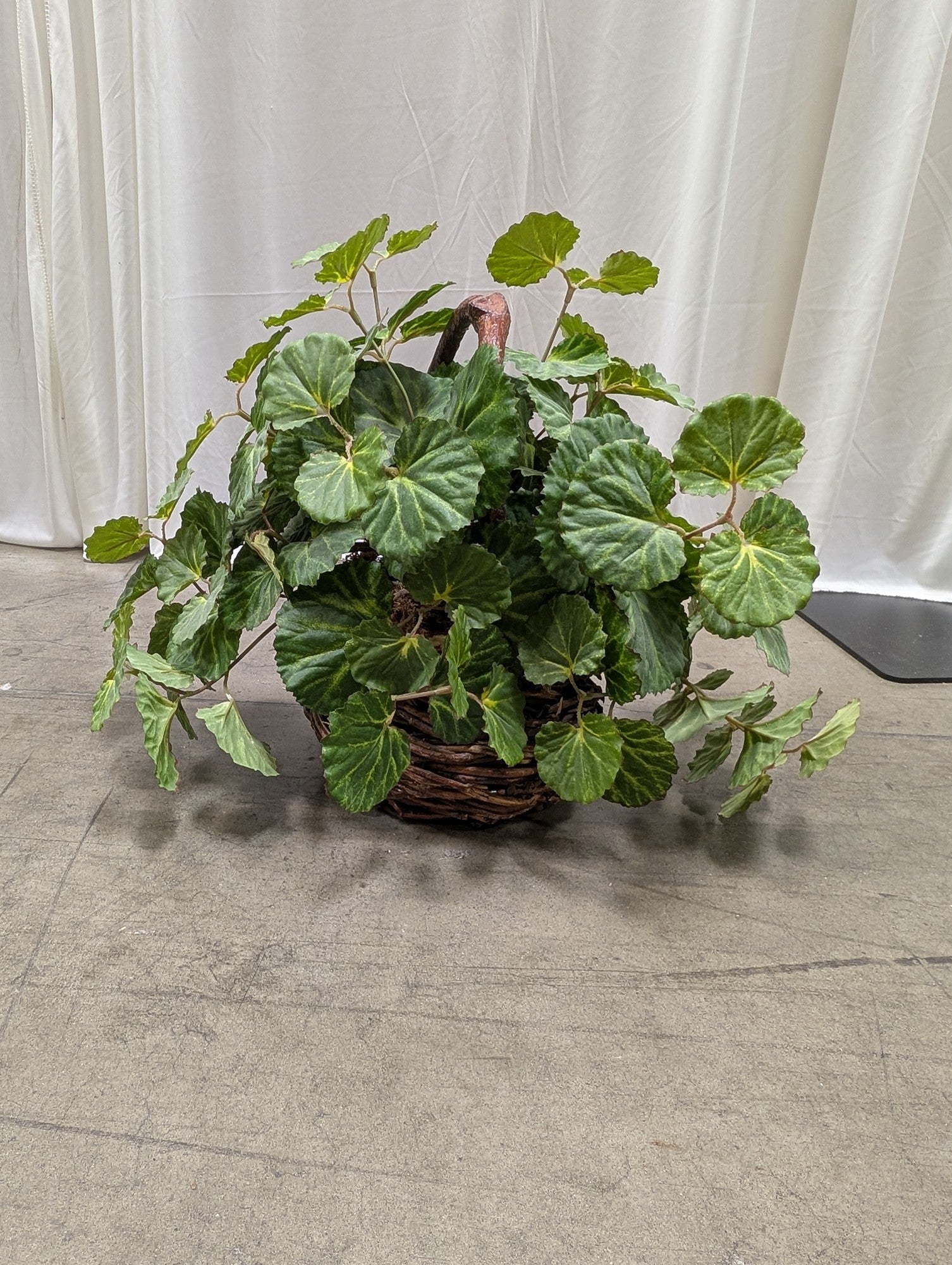 Faux Begonia Plant in Woven Basket
