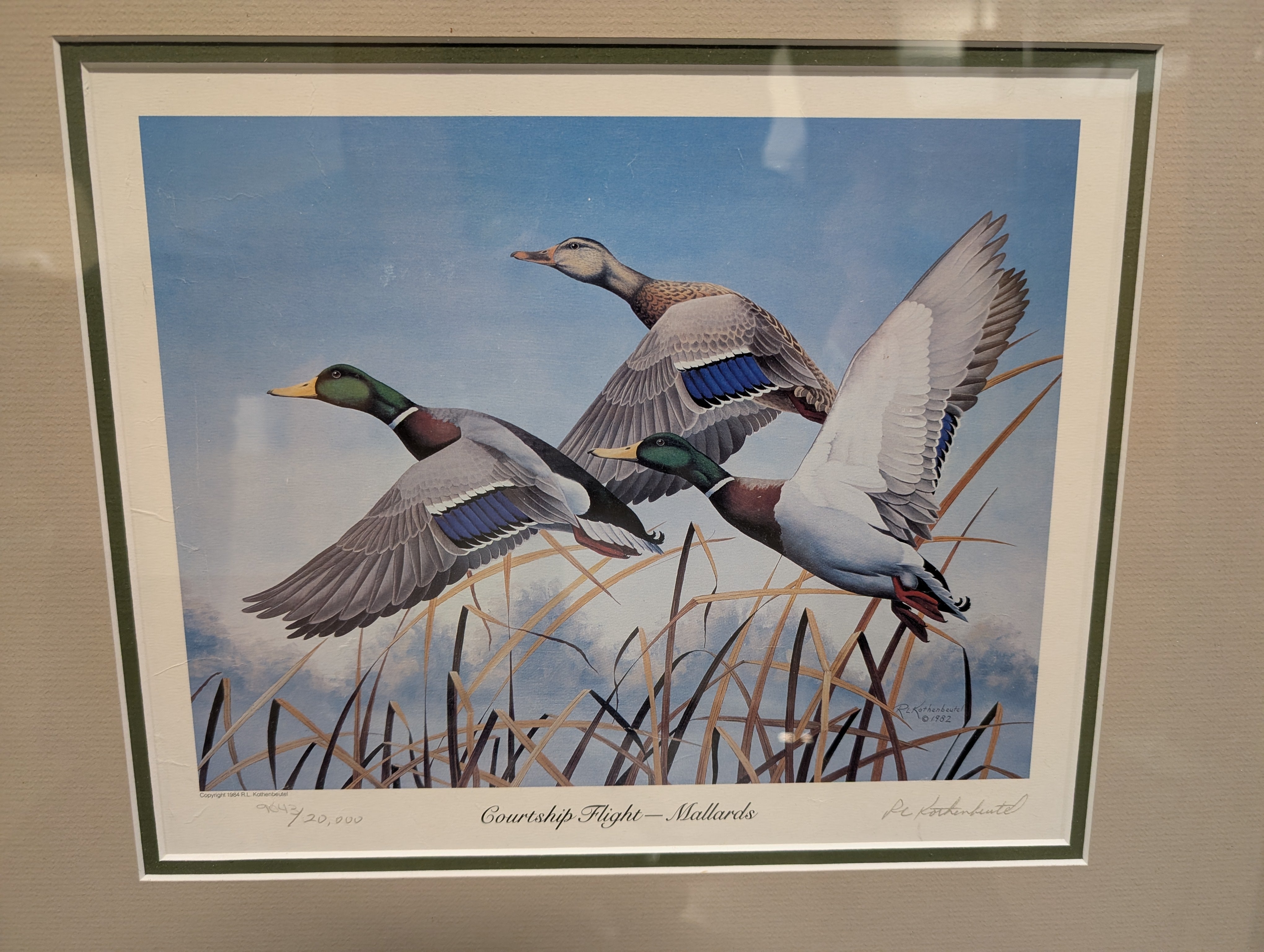 Framed Mallard Ducks Print