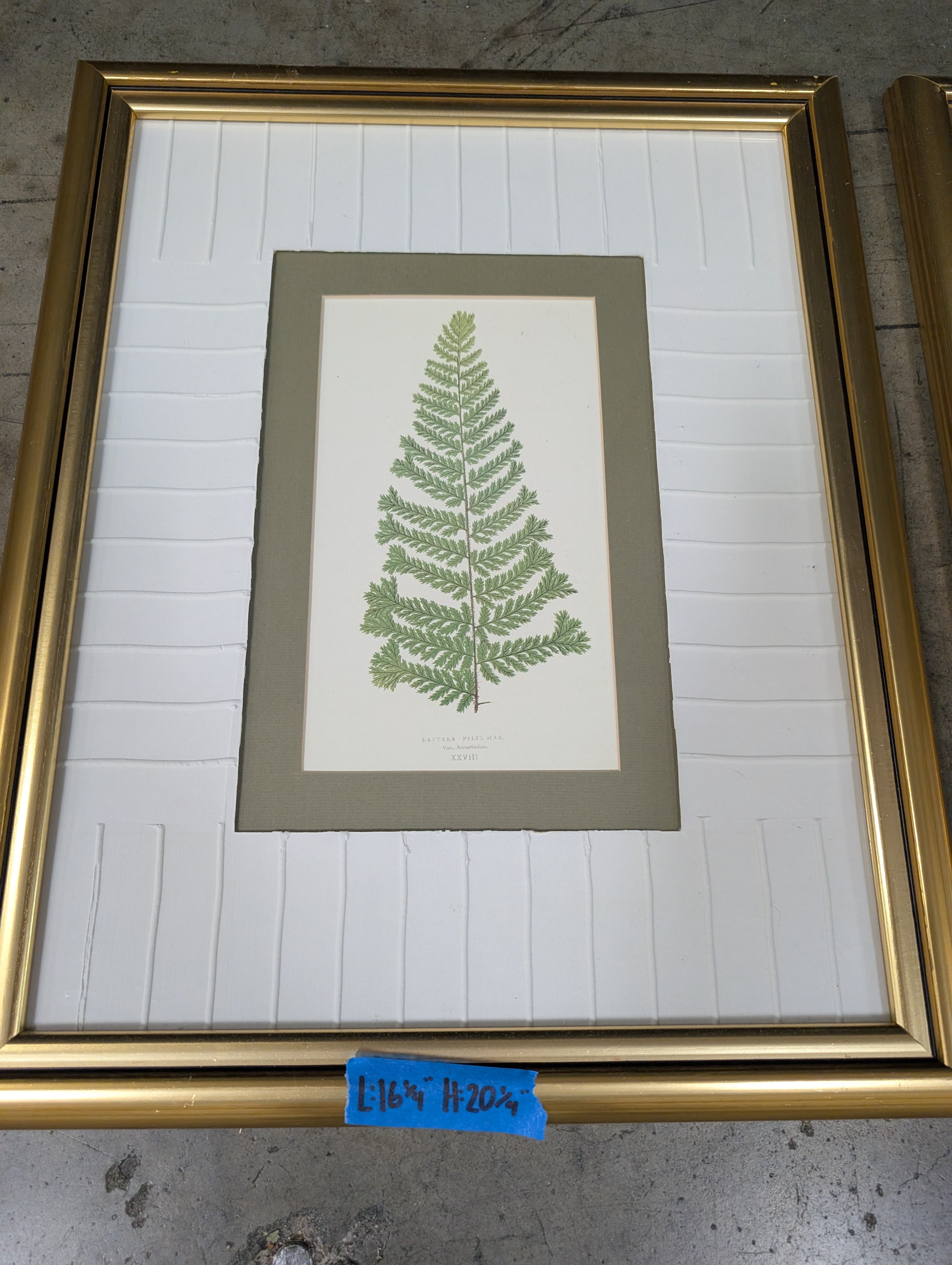 Set of Two Botanical Fern Framed Art in Gilt Wood