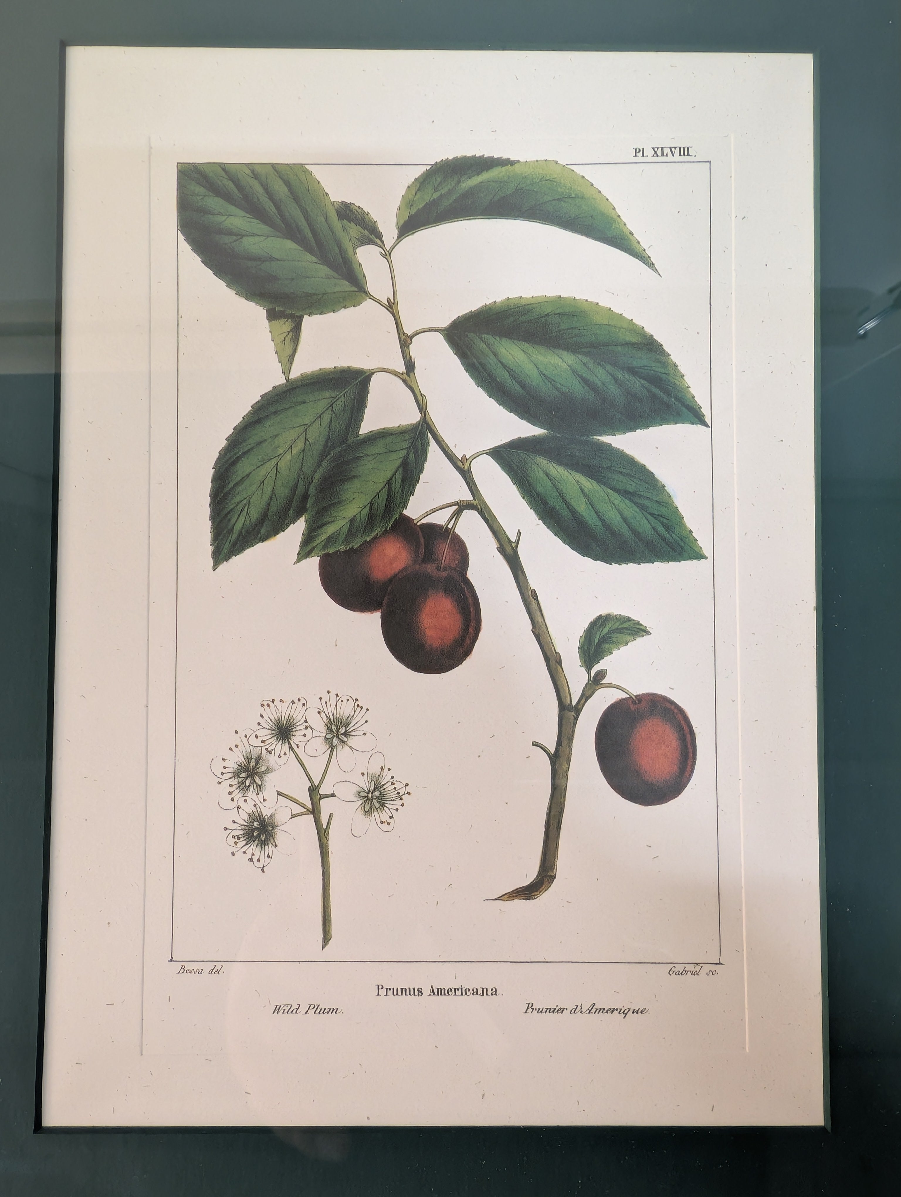 Bombay Framed Cherry Botanical Illustration with Ornate Gold Frame