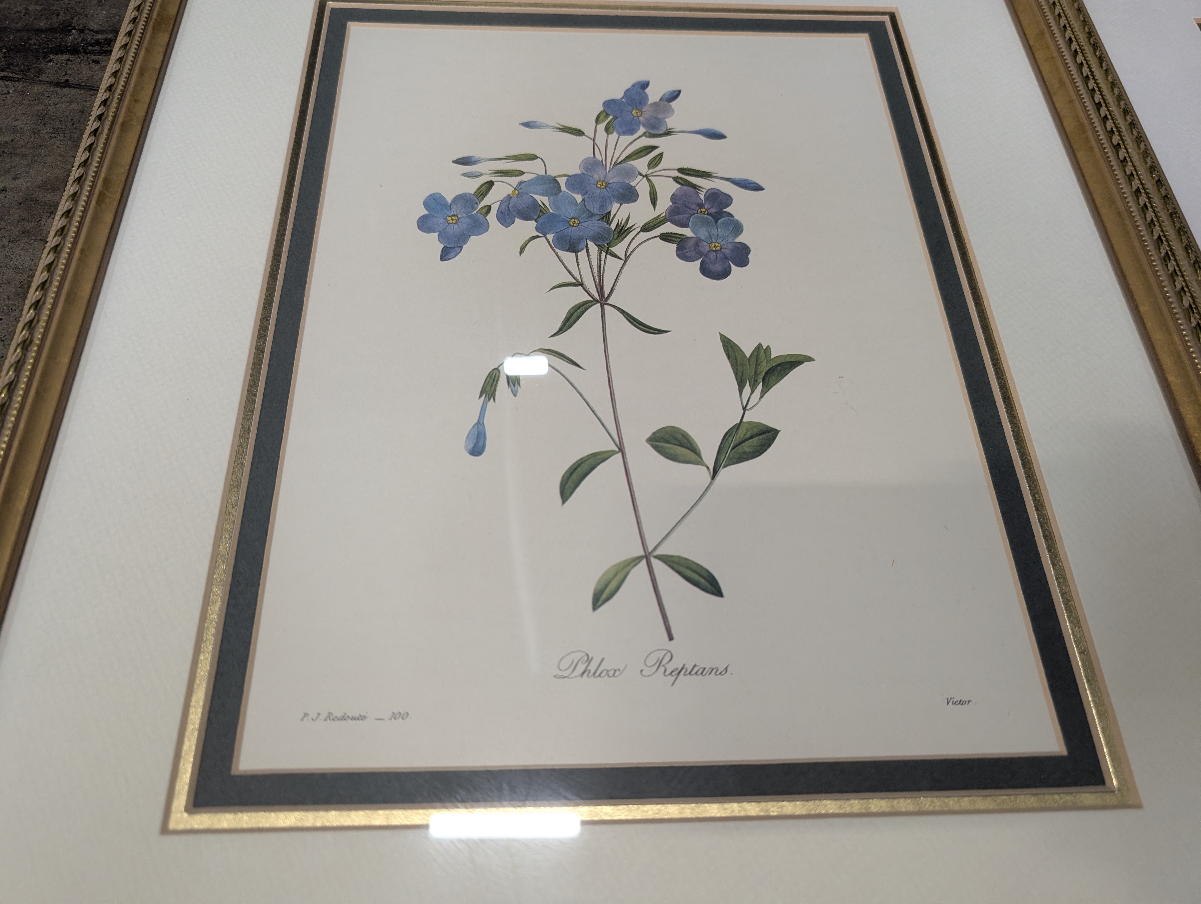 Set of Two Botanical Floral Art Print in Gold Frame