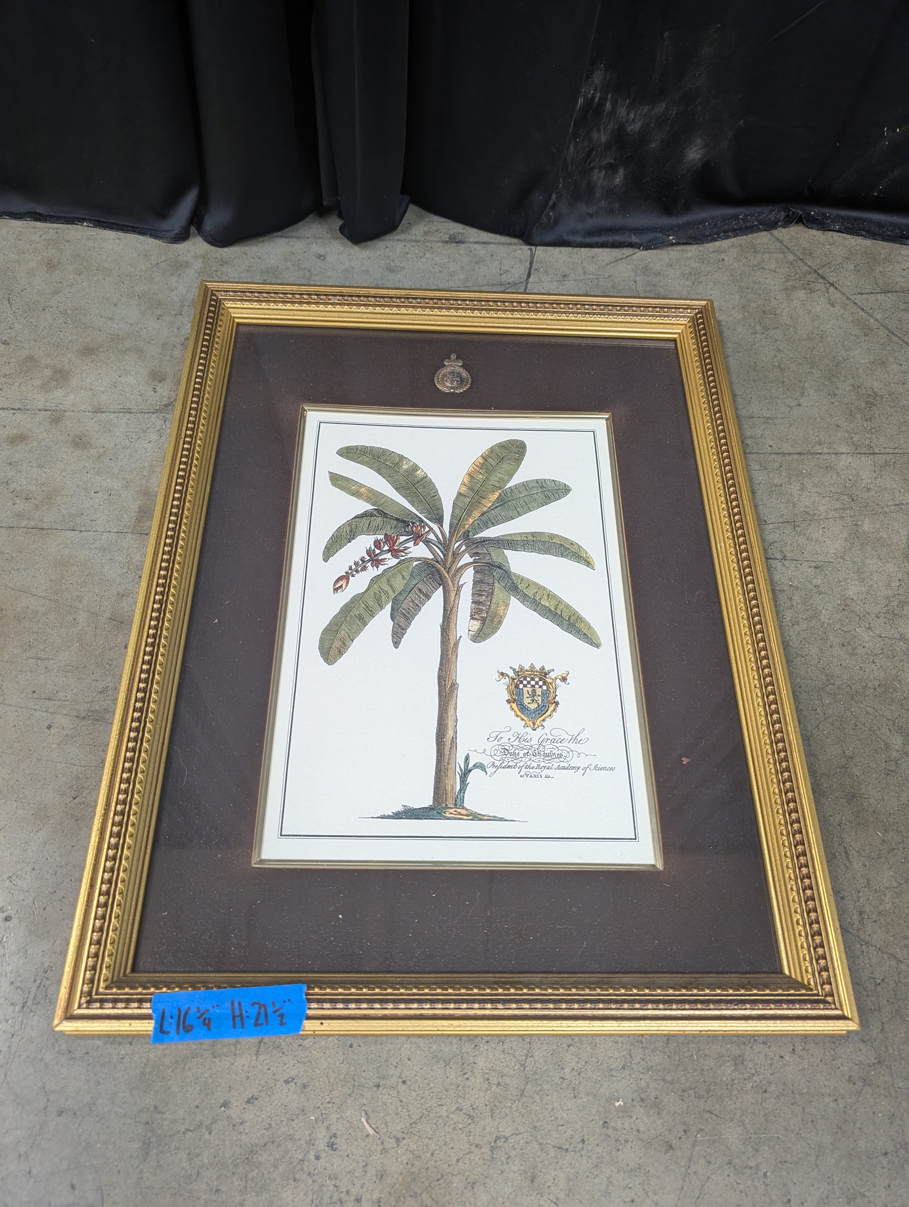 Botanical Banana Tree Framed Print in Gold Frame