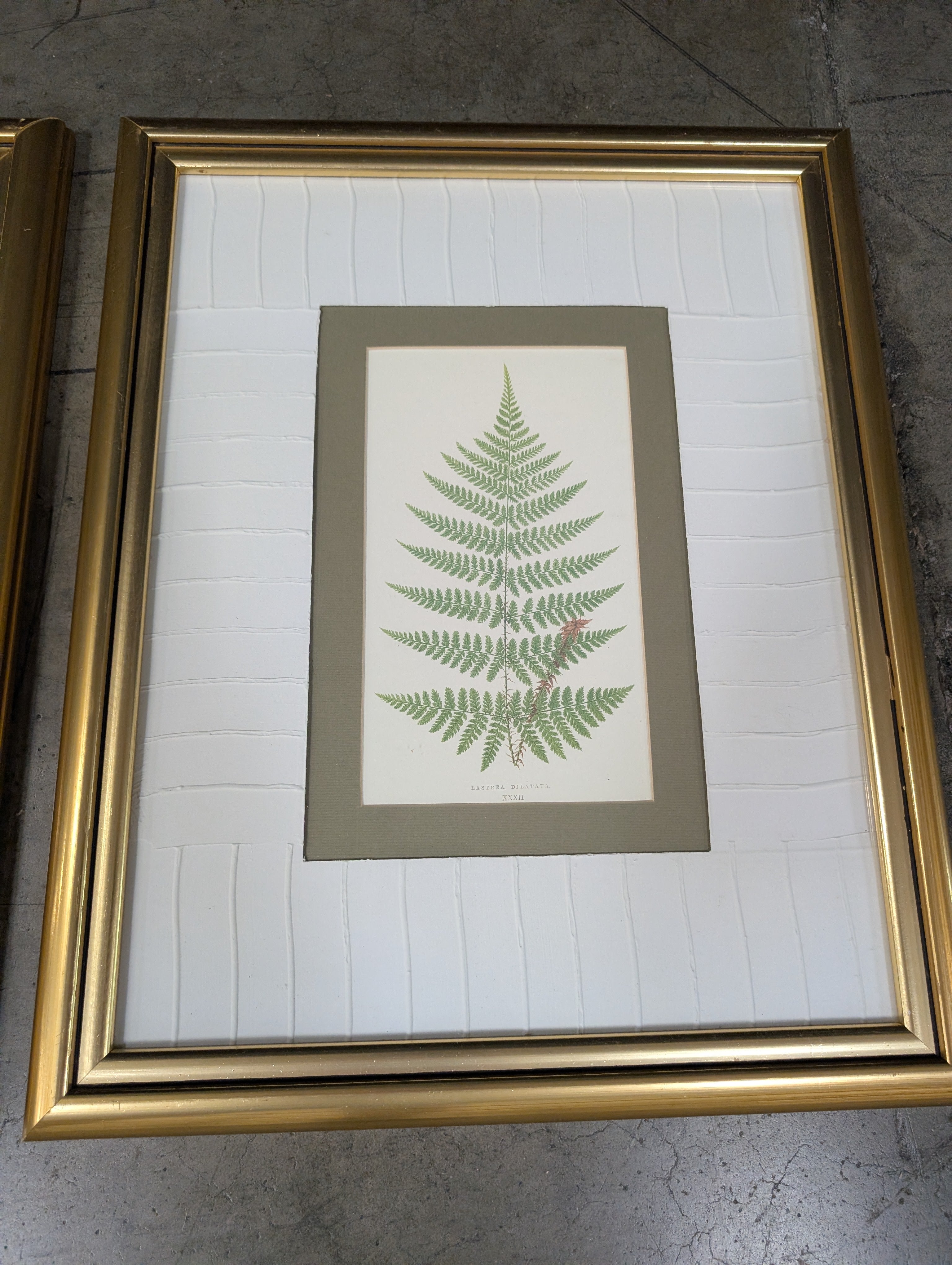 Set of Two Botanical Fern Framed Art in Gilt Wood