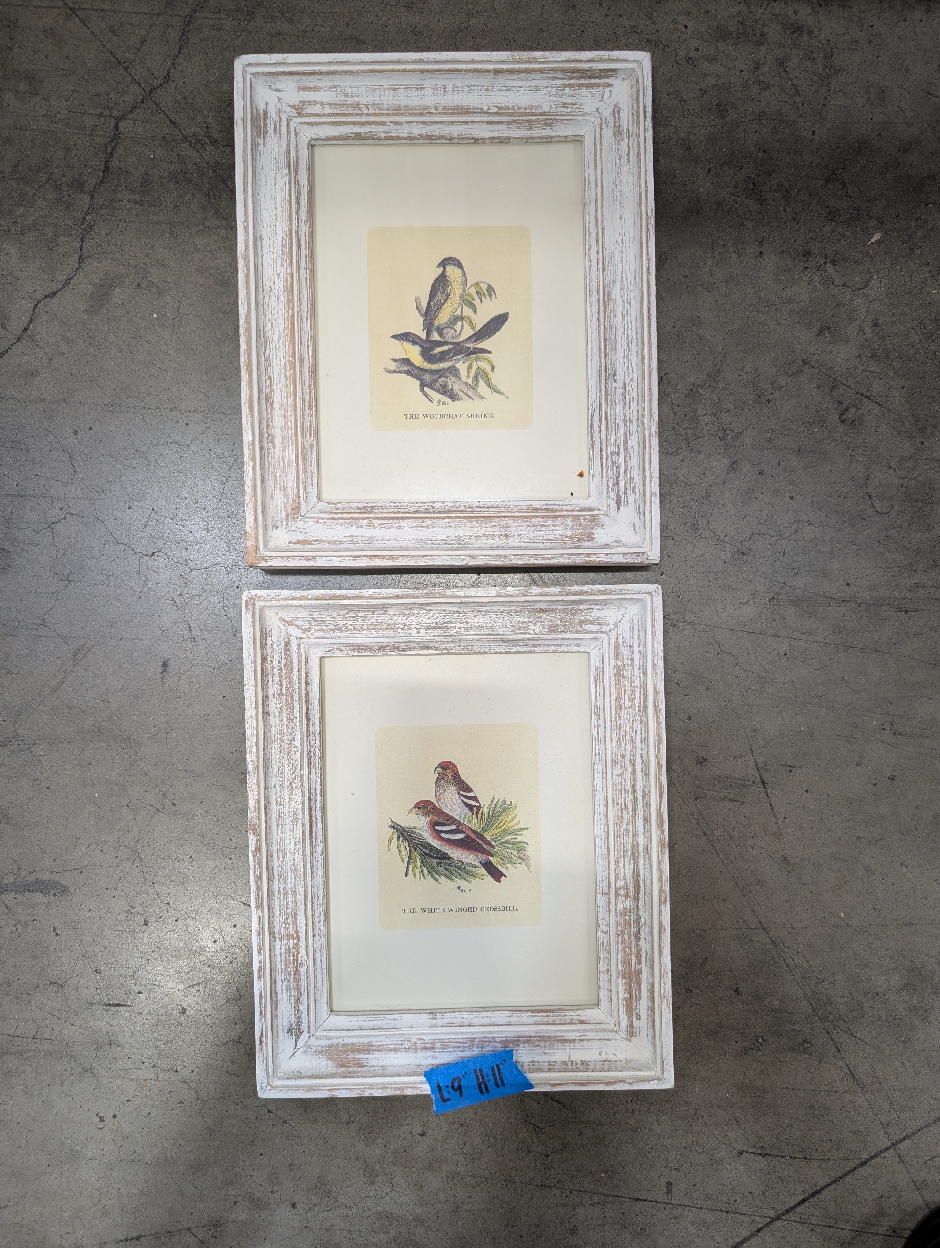 Set of two Rustic White-Winged Crossbill and Woodchat Shrike Framed Print in Distressed Wood