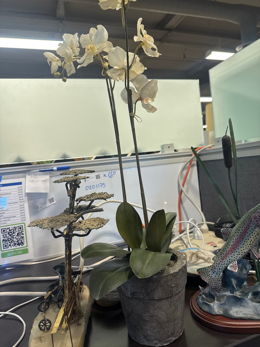 Faux White Orchid in Concrete-Style Pot