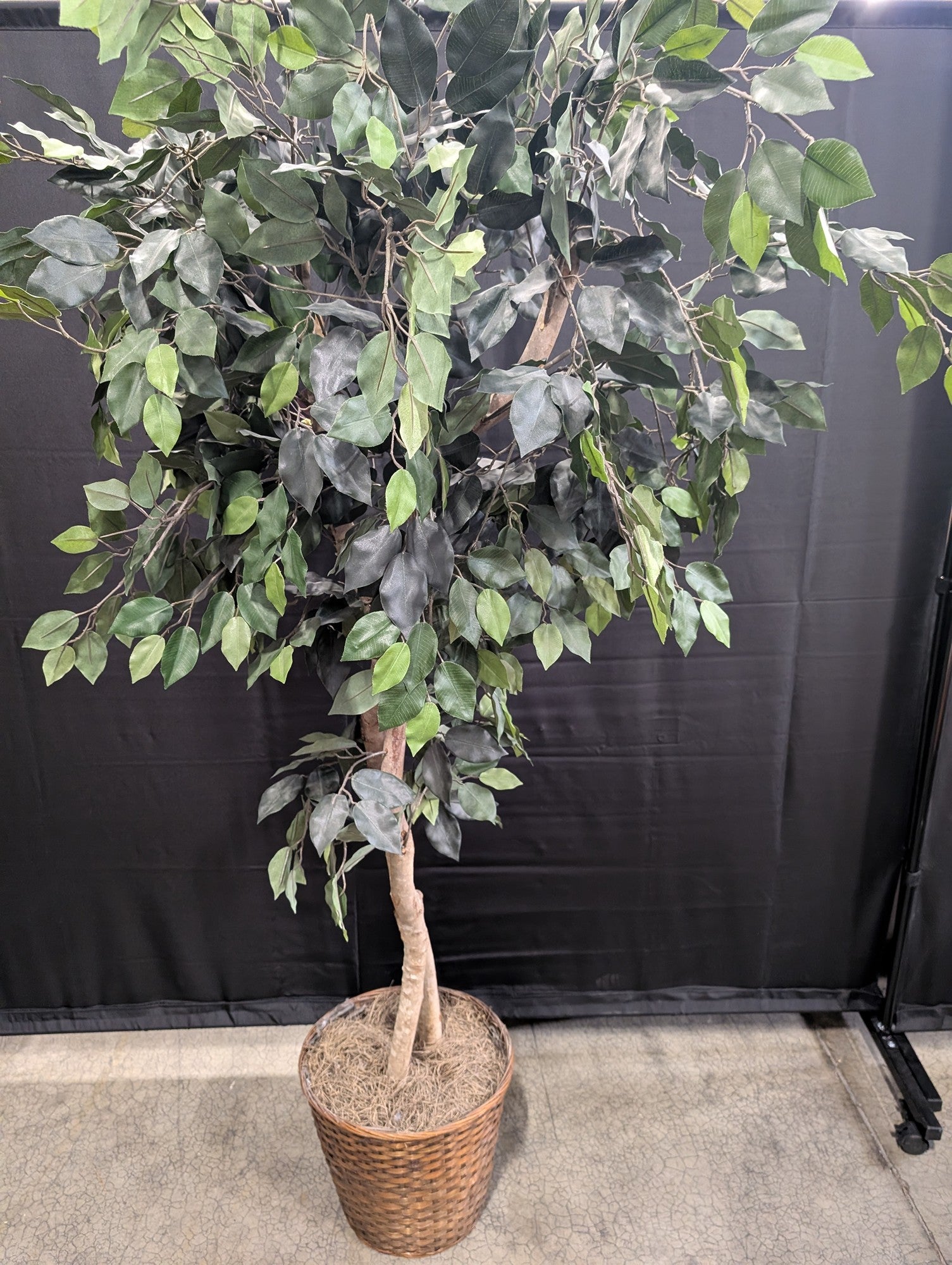 Lush Artificial Ficus Tree with Woven Basket Planter