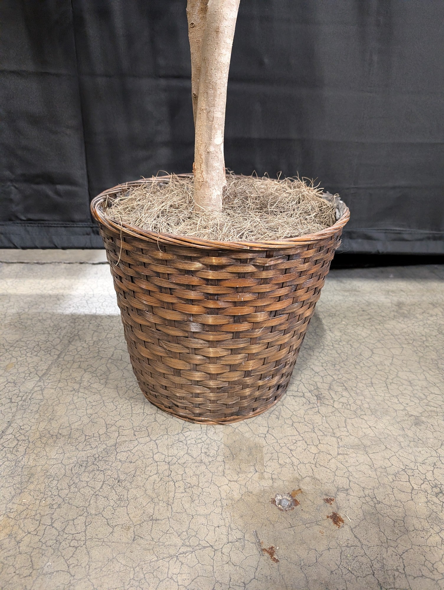 Lush Artificial Ficus Tree with Woven Basket Planter