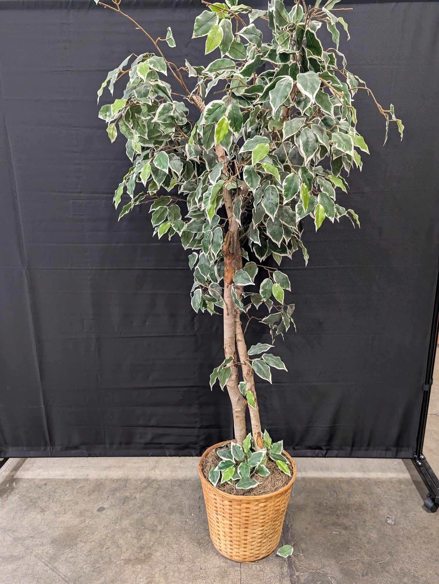 Lifelike Variegated Ficus Tree in Woven Basket Planter
