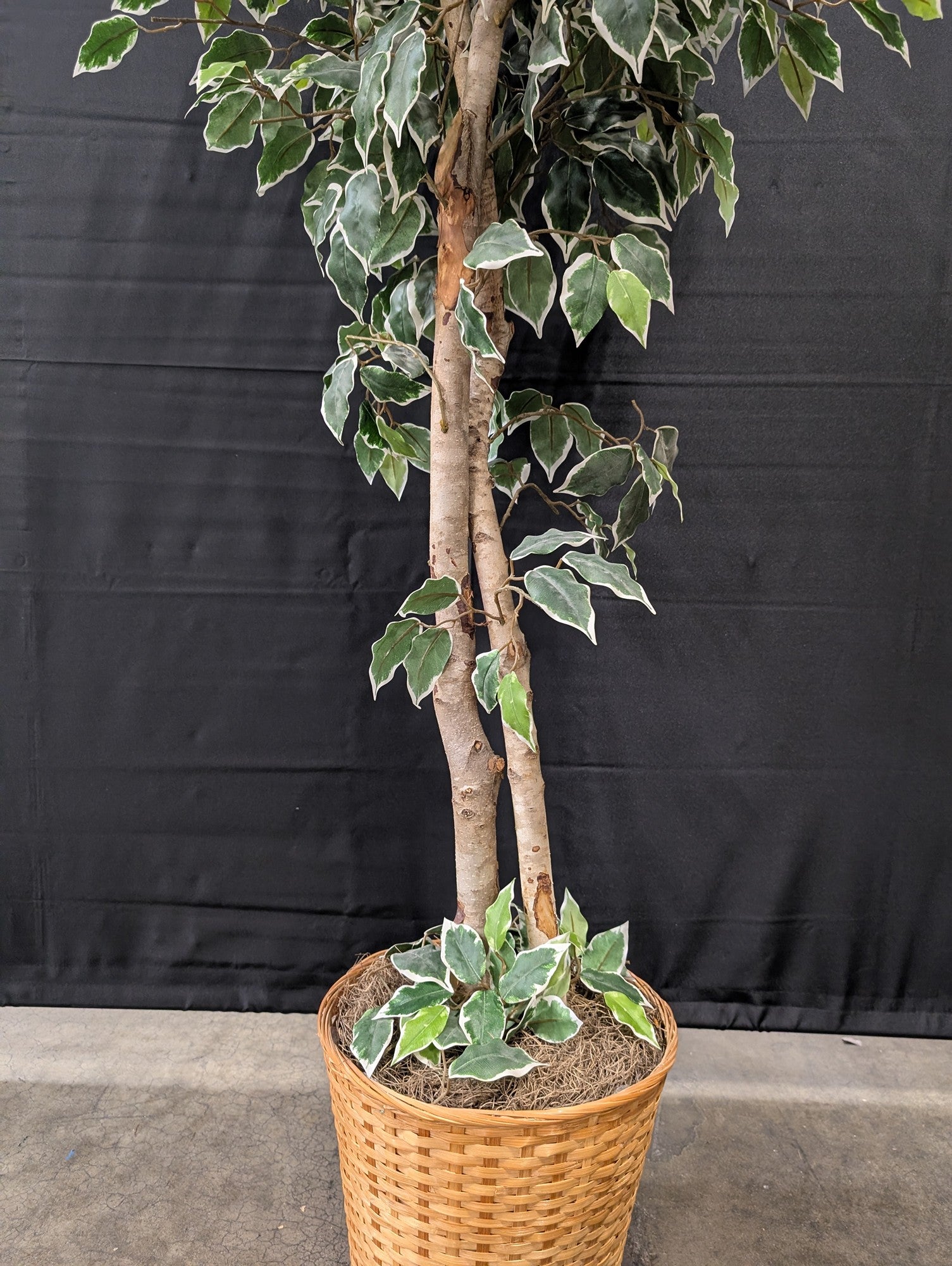 Lifelike Variegated Ficus Tree in Woven Basket Planter