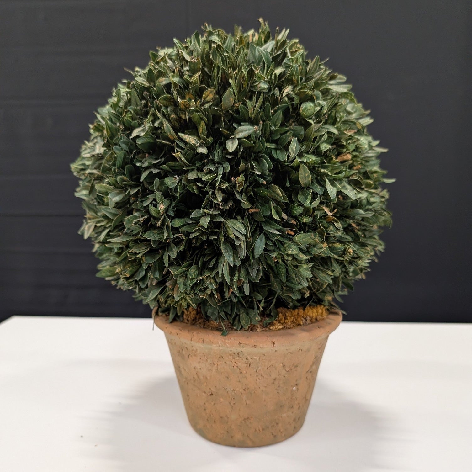 Decorative Faux Boxwood Topiary Ball in Terracotta Pot