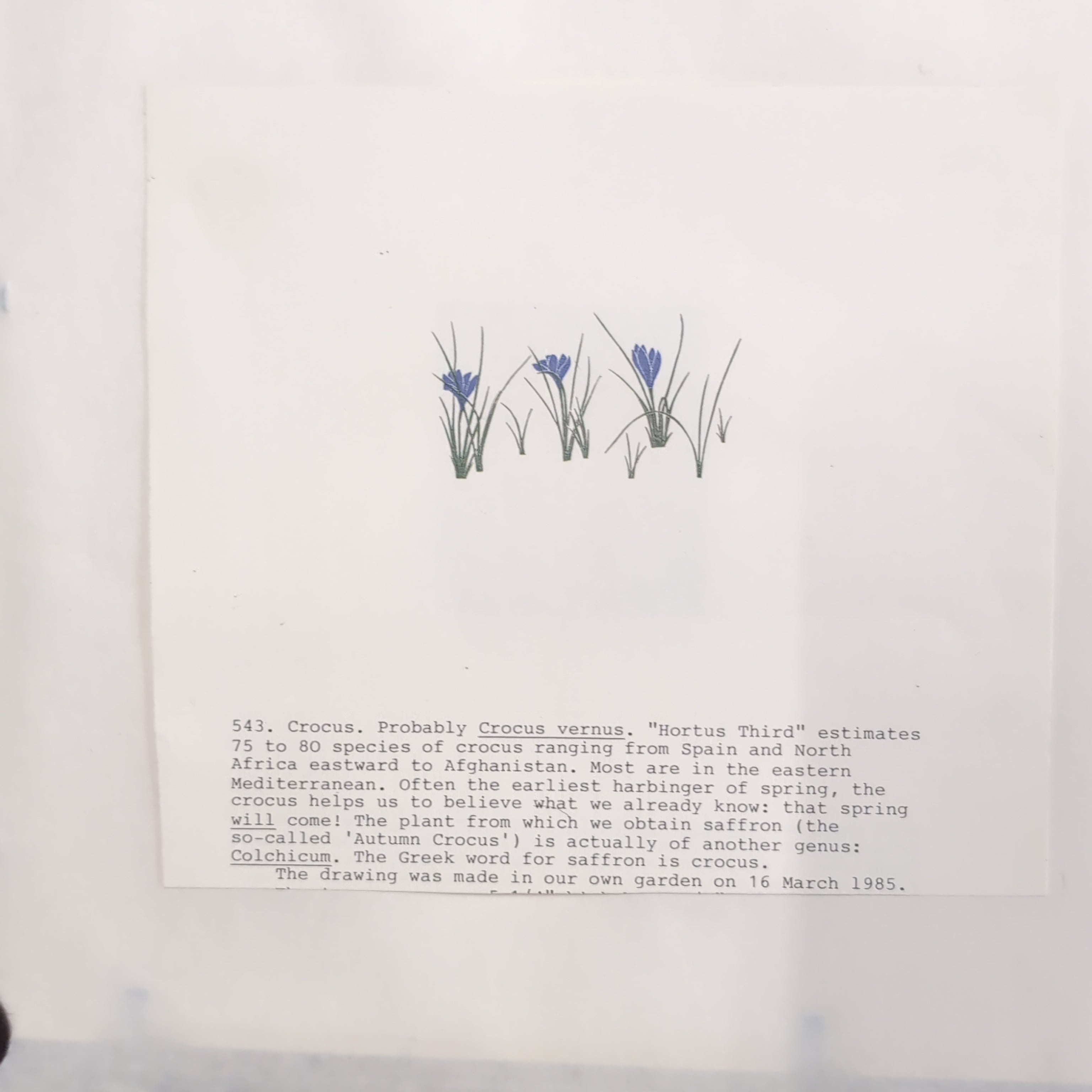Gold-Toned Framed Botanical Print with Blue Flowers