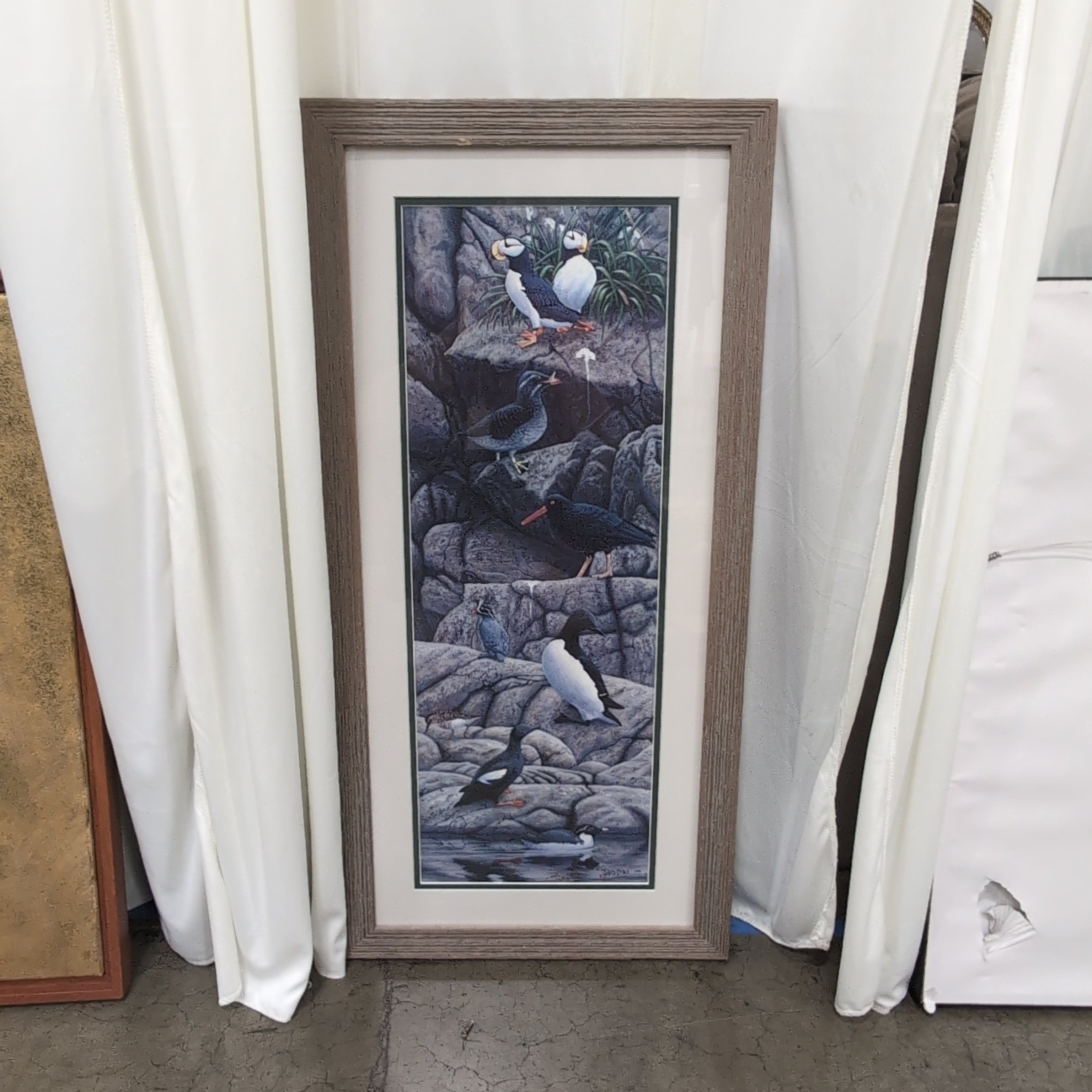 Natural Wood Framed Seabird Wildlife Print