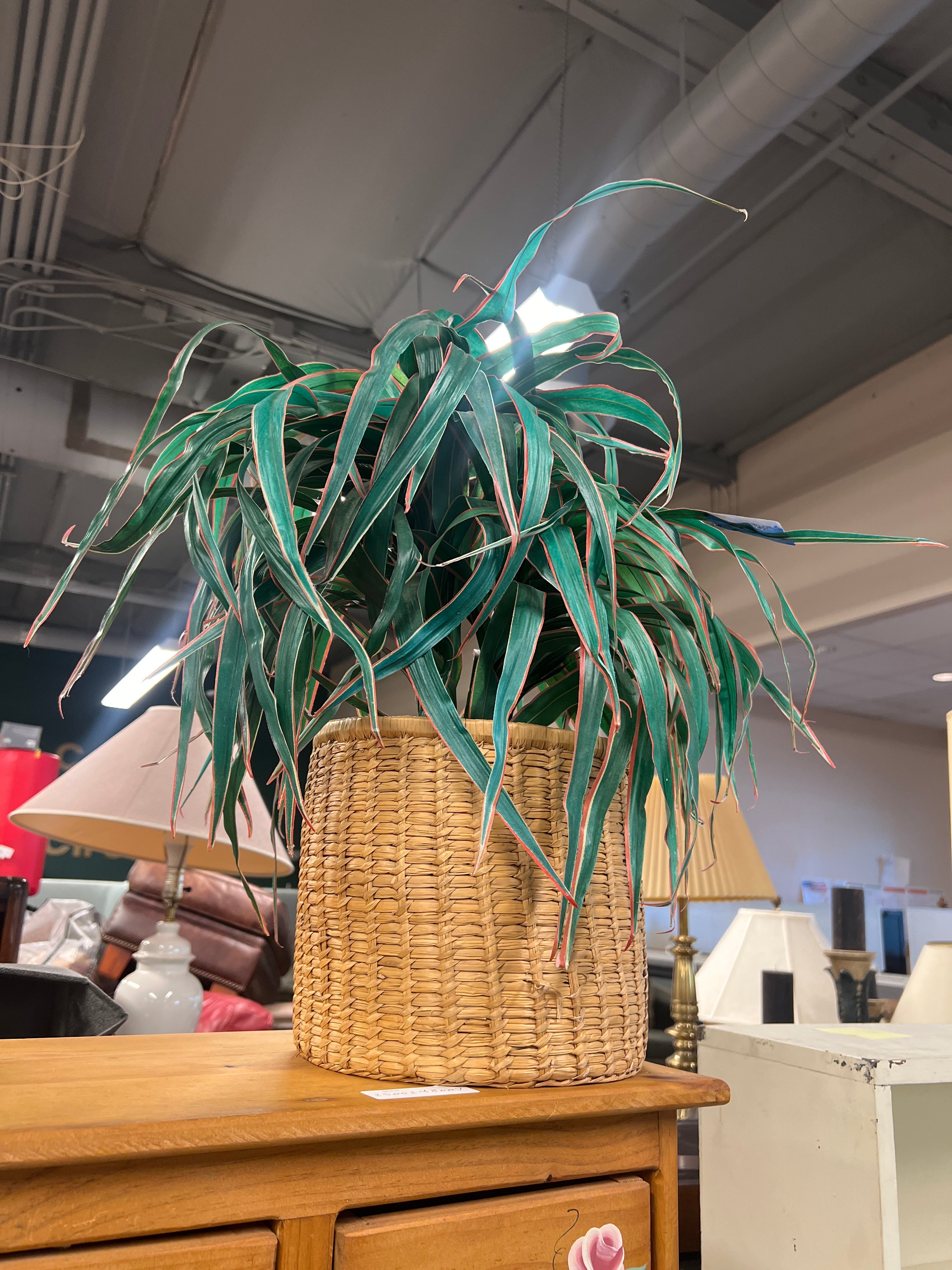 Faux Dracaena Plant in Woven Basket Planter