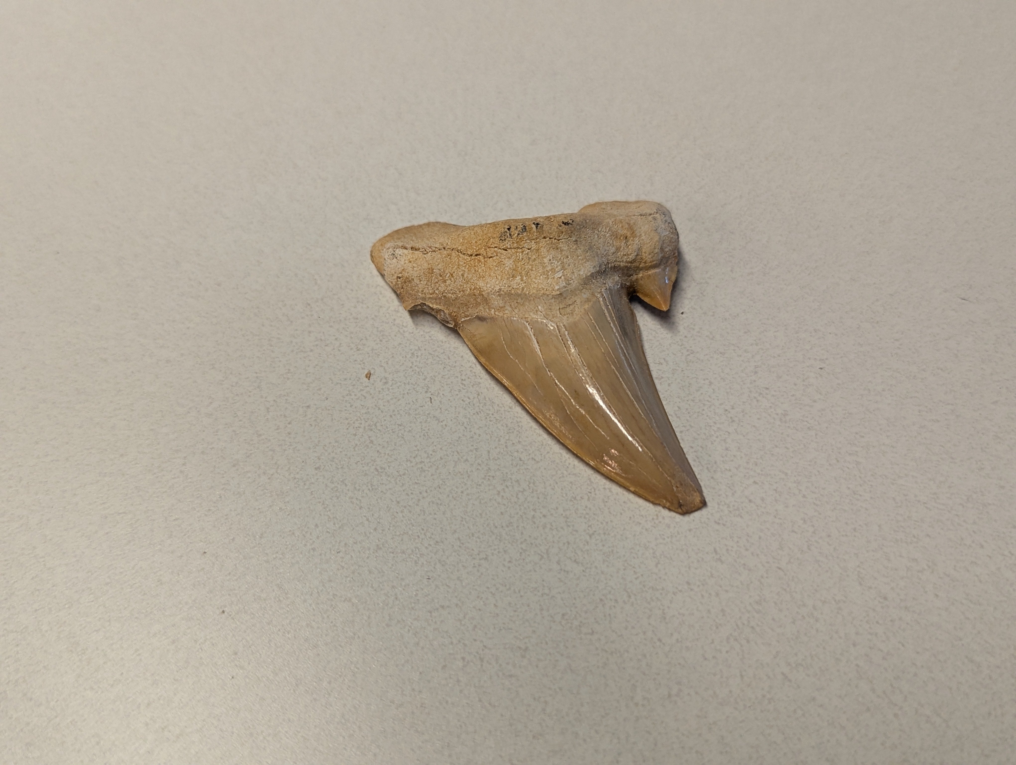 Chipped Shark Tooth