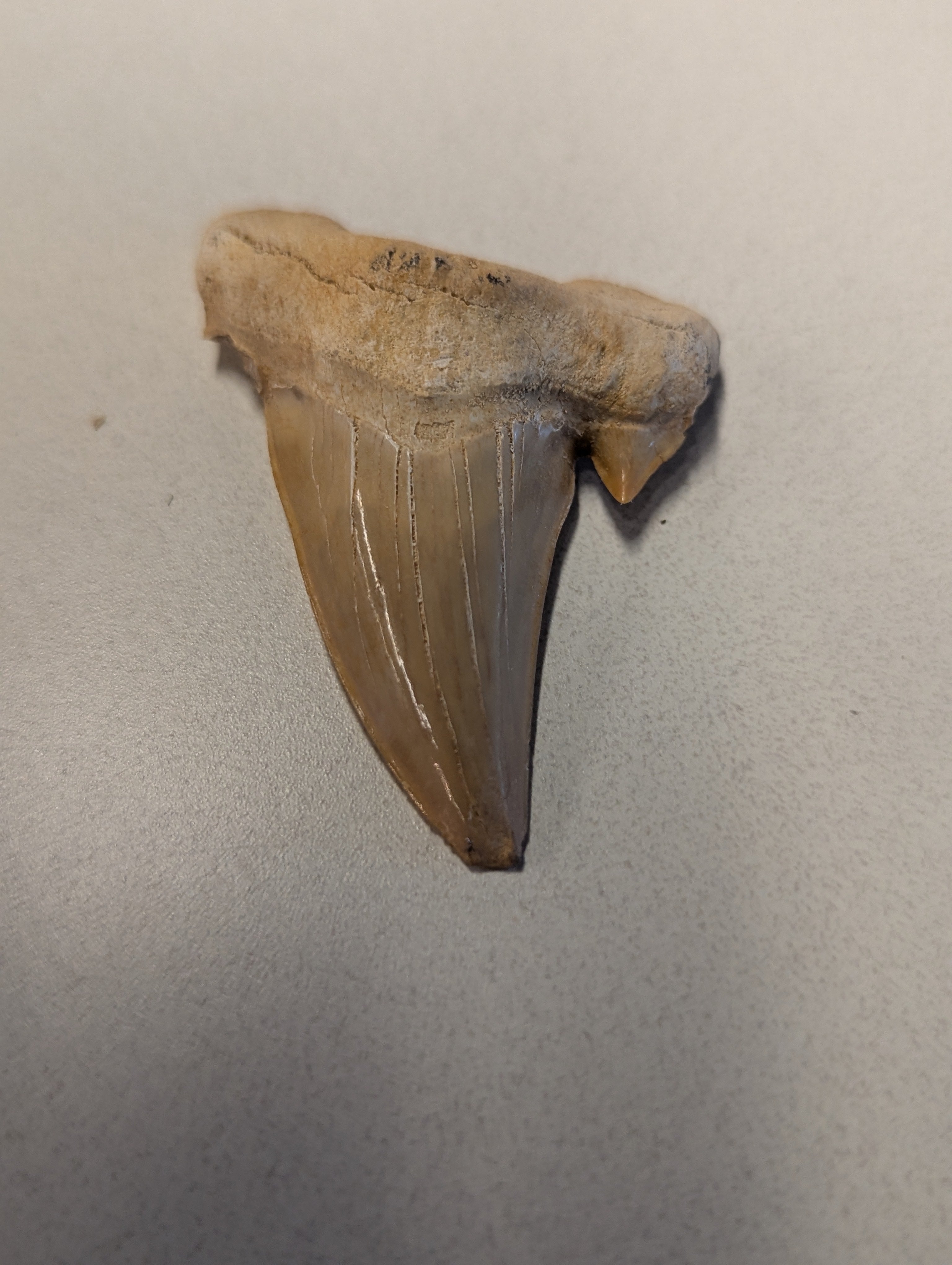 Chipped Shark Tooth