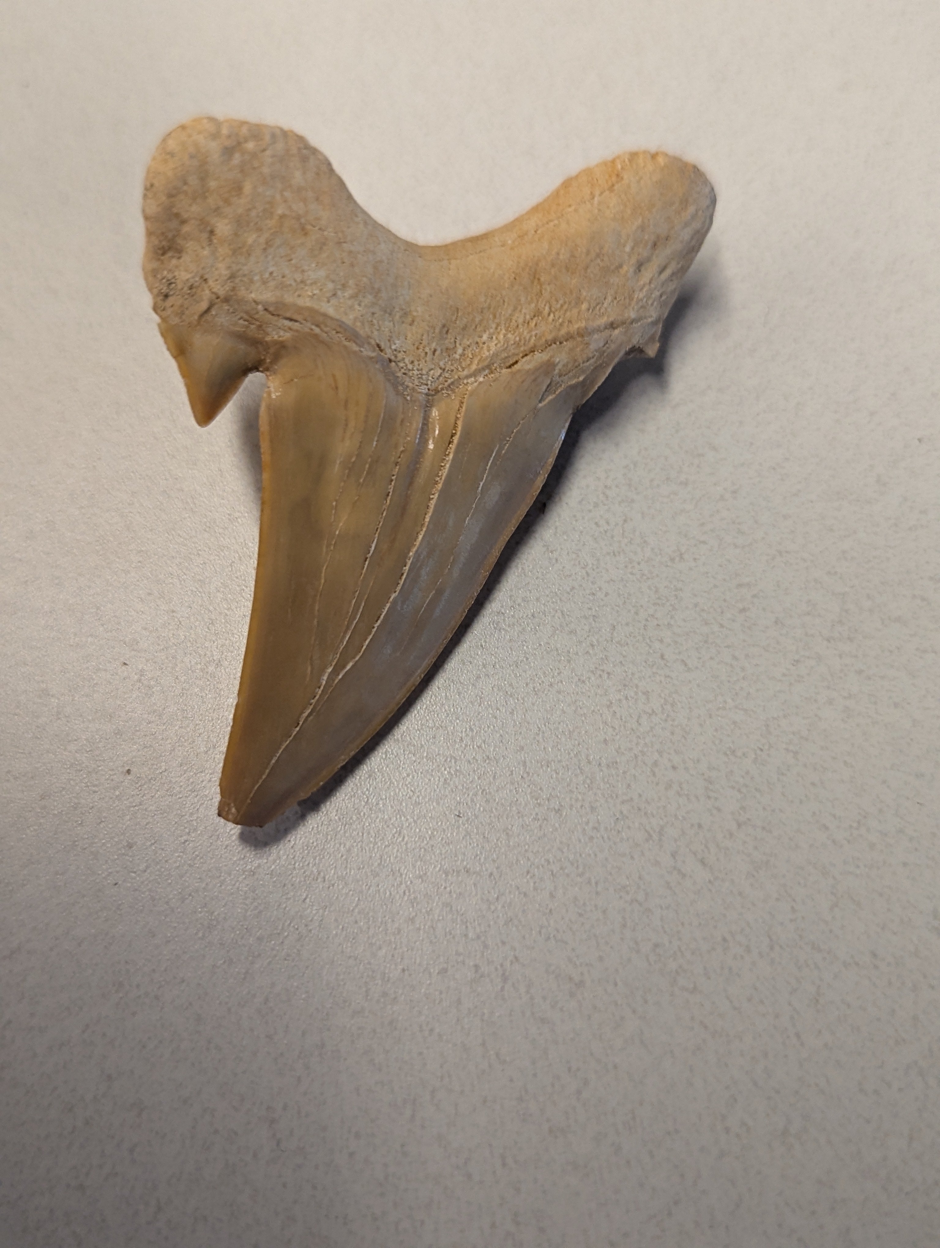 Chipped Shark Tooth