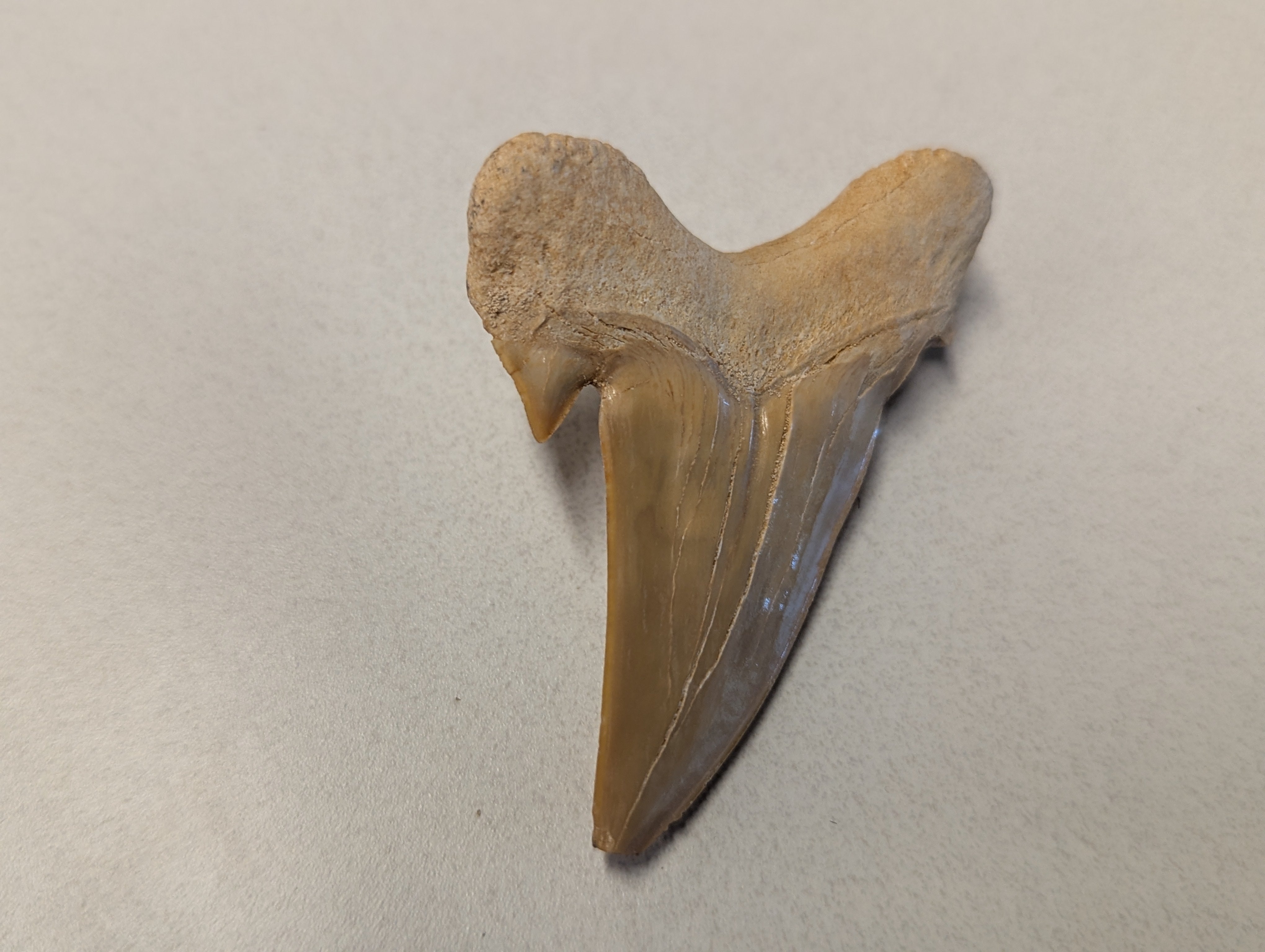 Chipped Shark Tooth