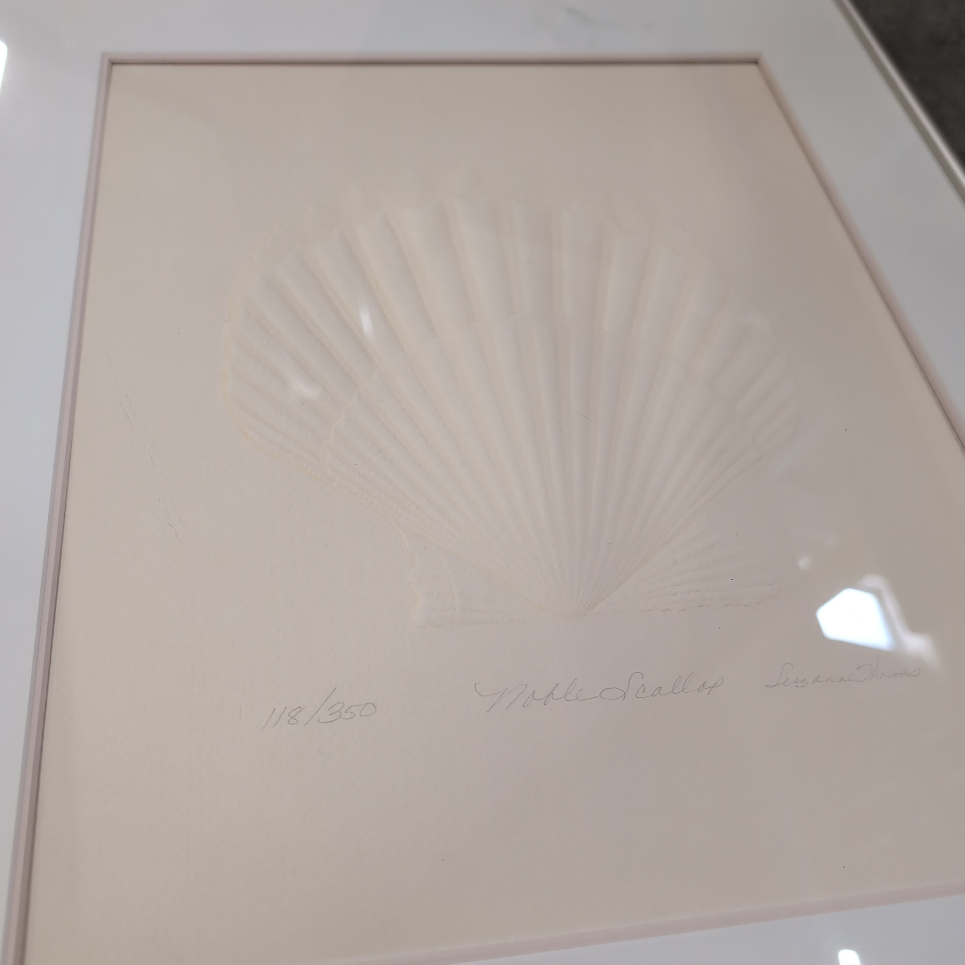 Light-Toned Seashell Relief Framed Art