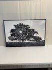 Monochrome Tree Landscape Photograph in Black Frame