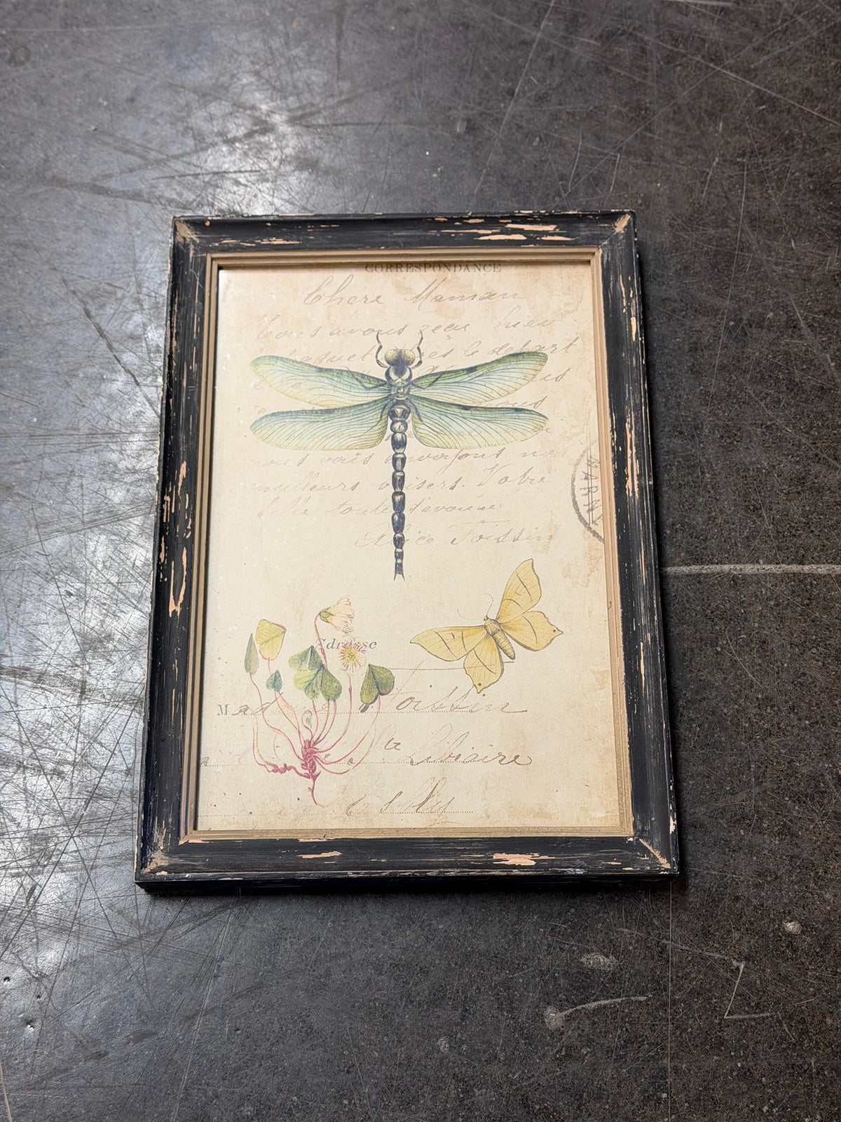 French Script Botanical Insect Framed Art