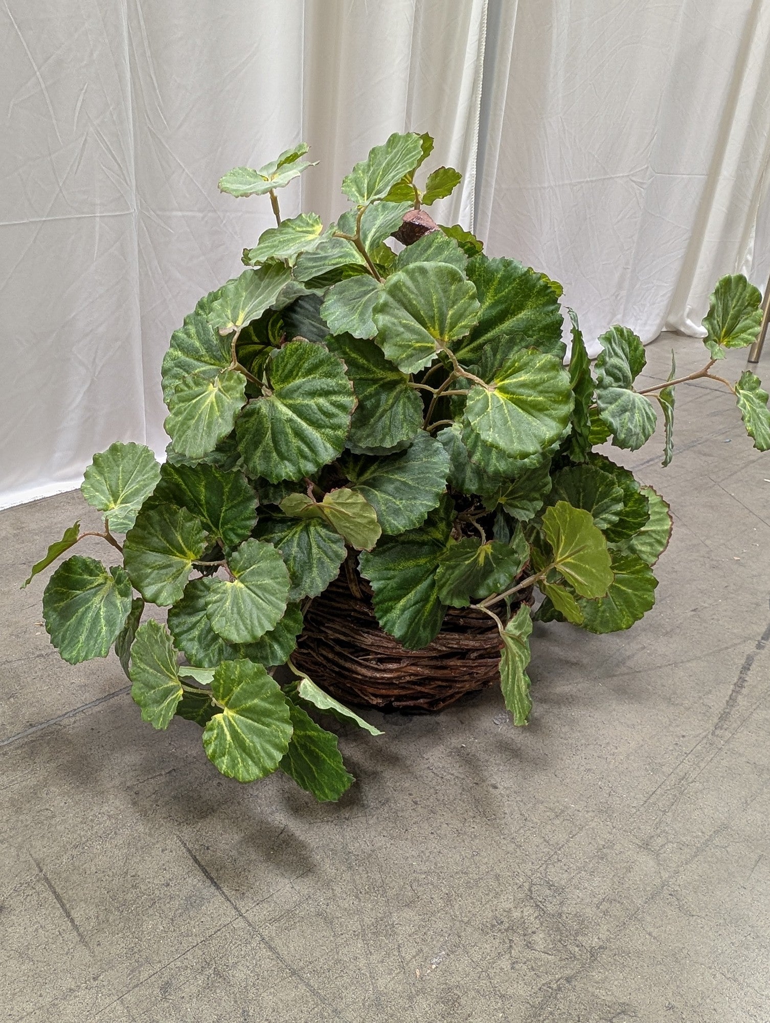 Faux Begonia Plant in Woven Basket