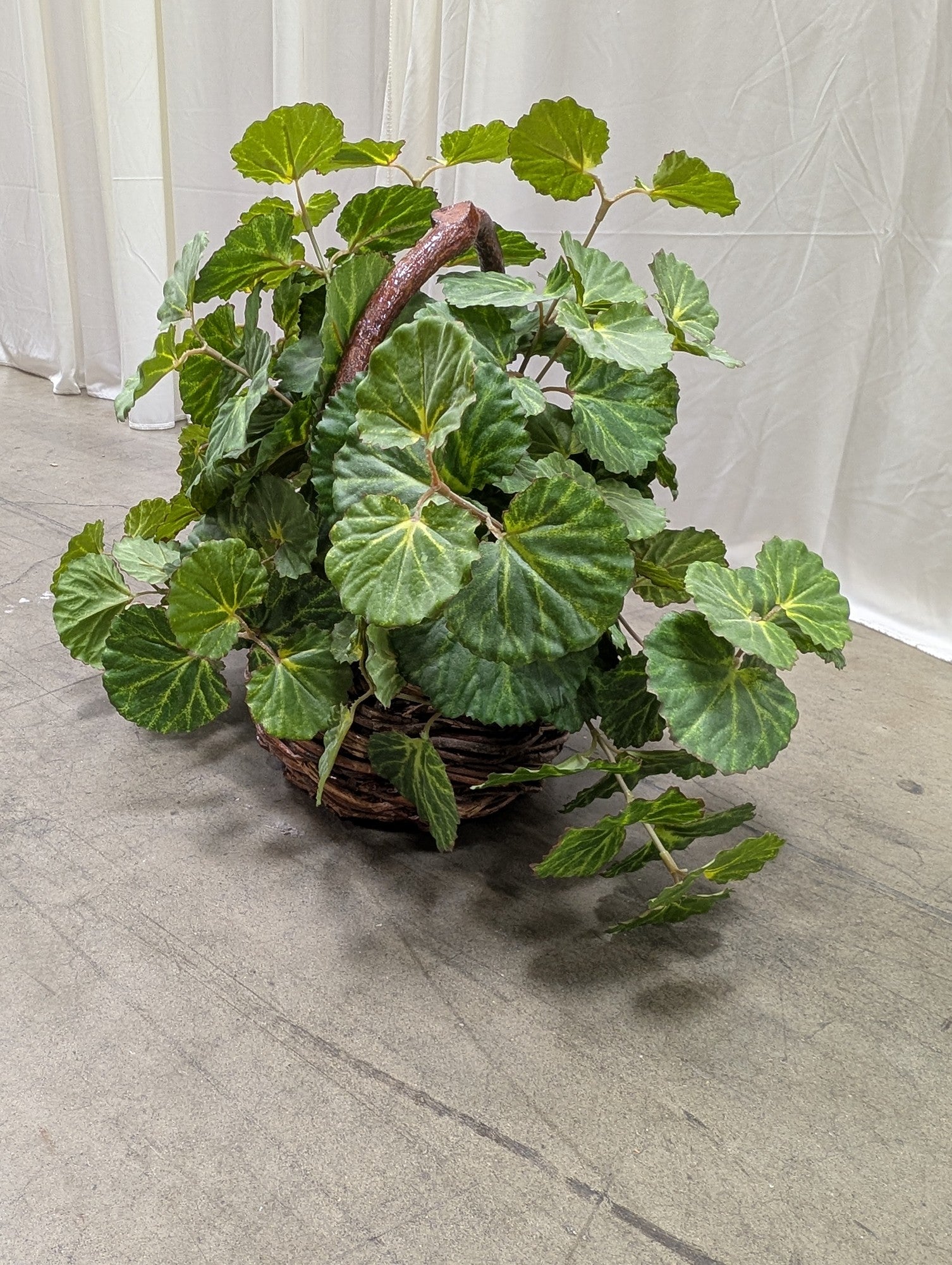 Faux Begonia Plant in Woven Basket
