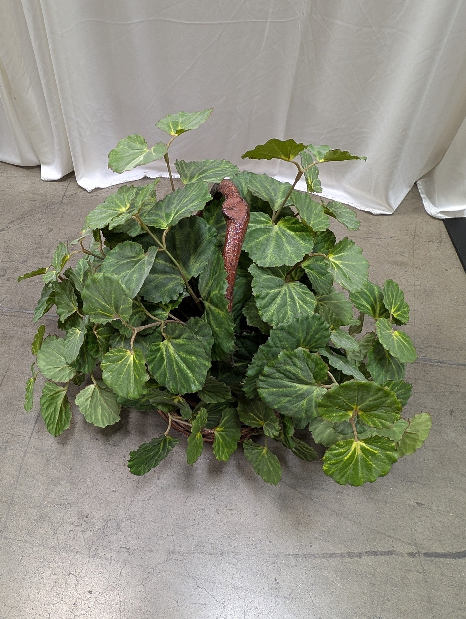 Faux Begonia Plant in Woven Basket