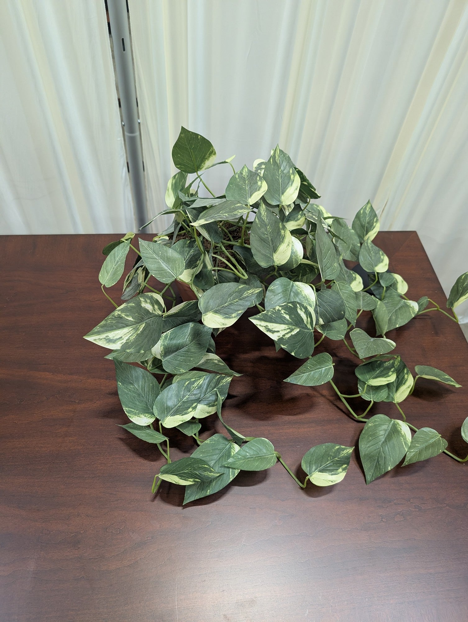 Variegated Green Artificial Pothos Plant in Pot