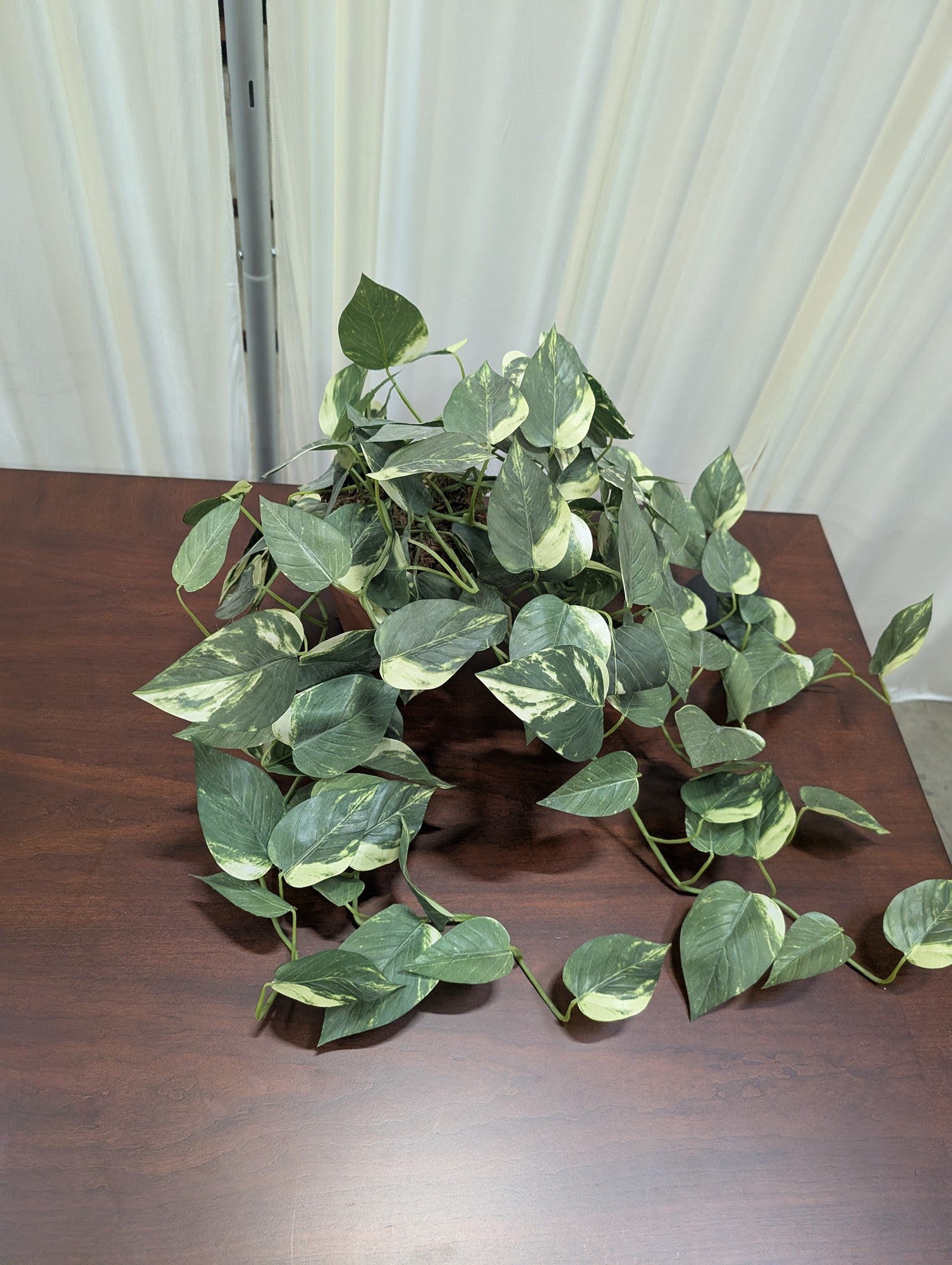 Variegated Green Artificial Pothos Plant in Pot
