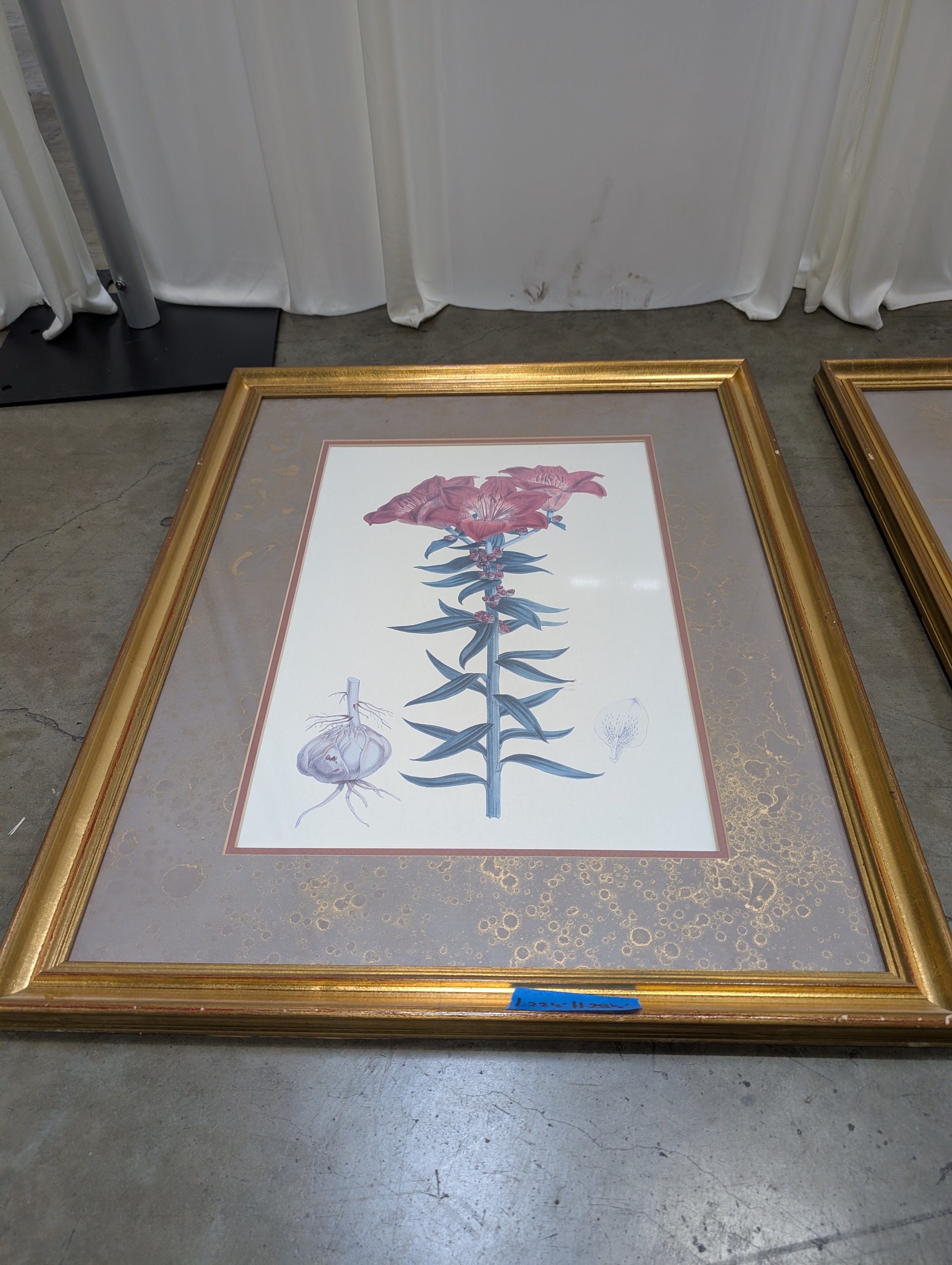 Botanical Lily Framed Art Print in Gold
