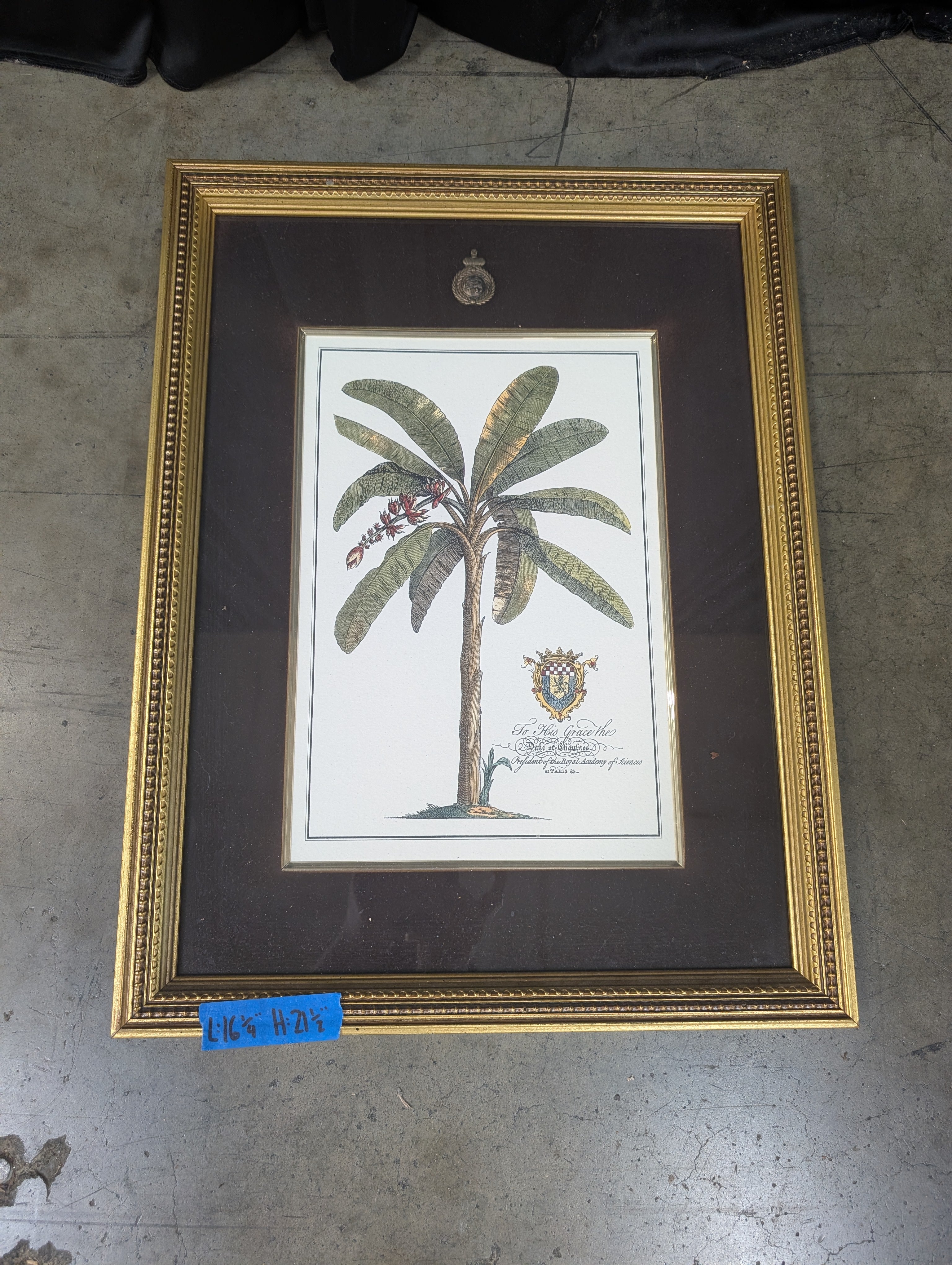 Botanical Banana Tree Framed Print in Gold Frame