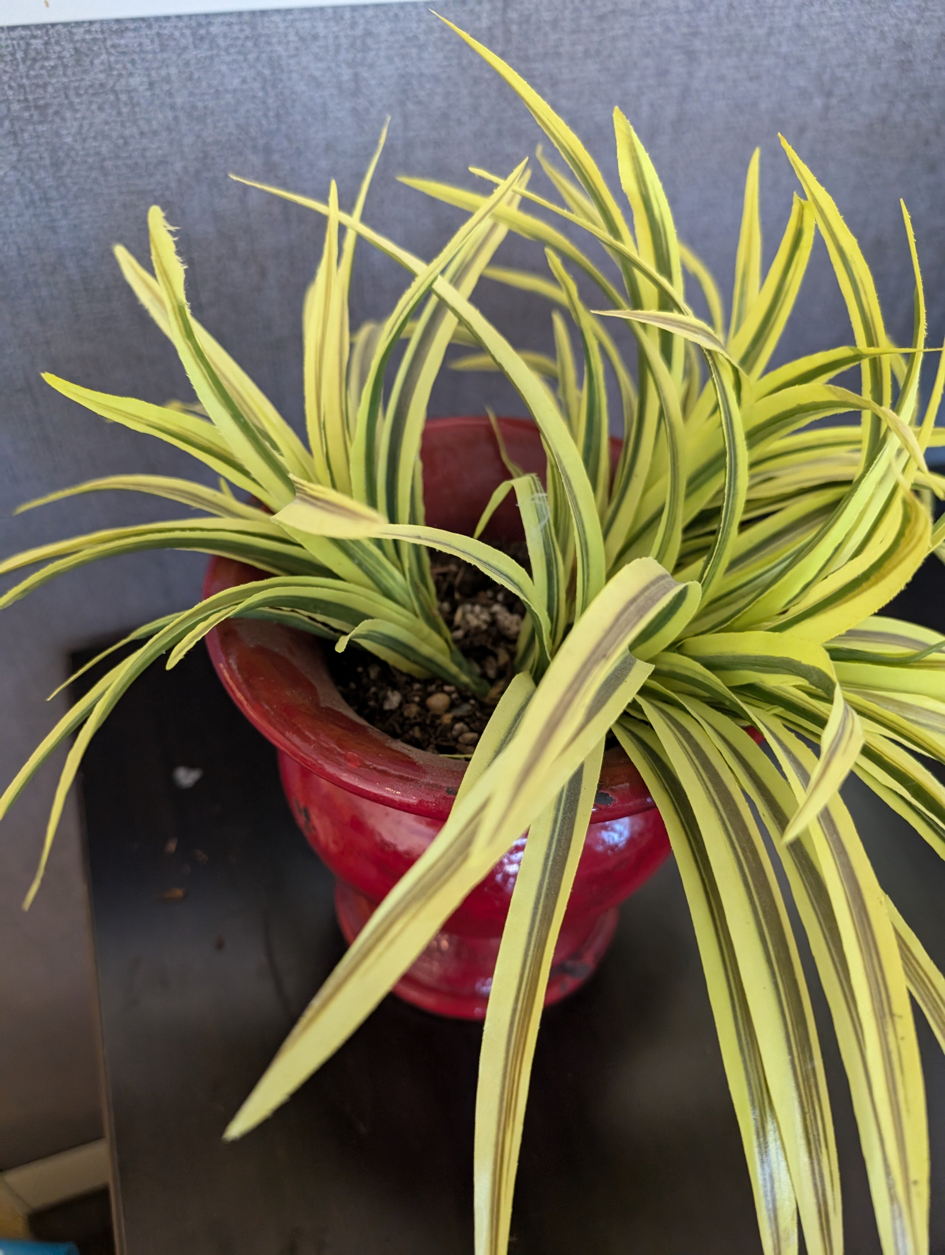 Vibrant Faux Variegated Plant in Red Decorative Pot