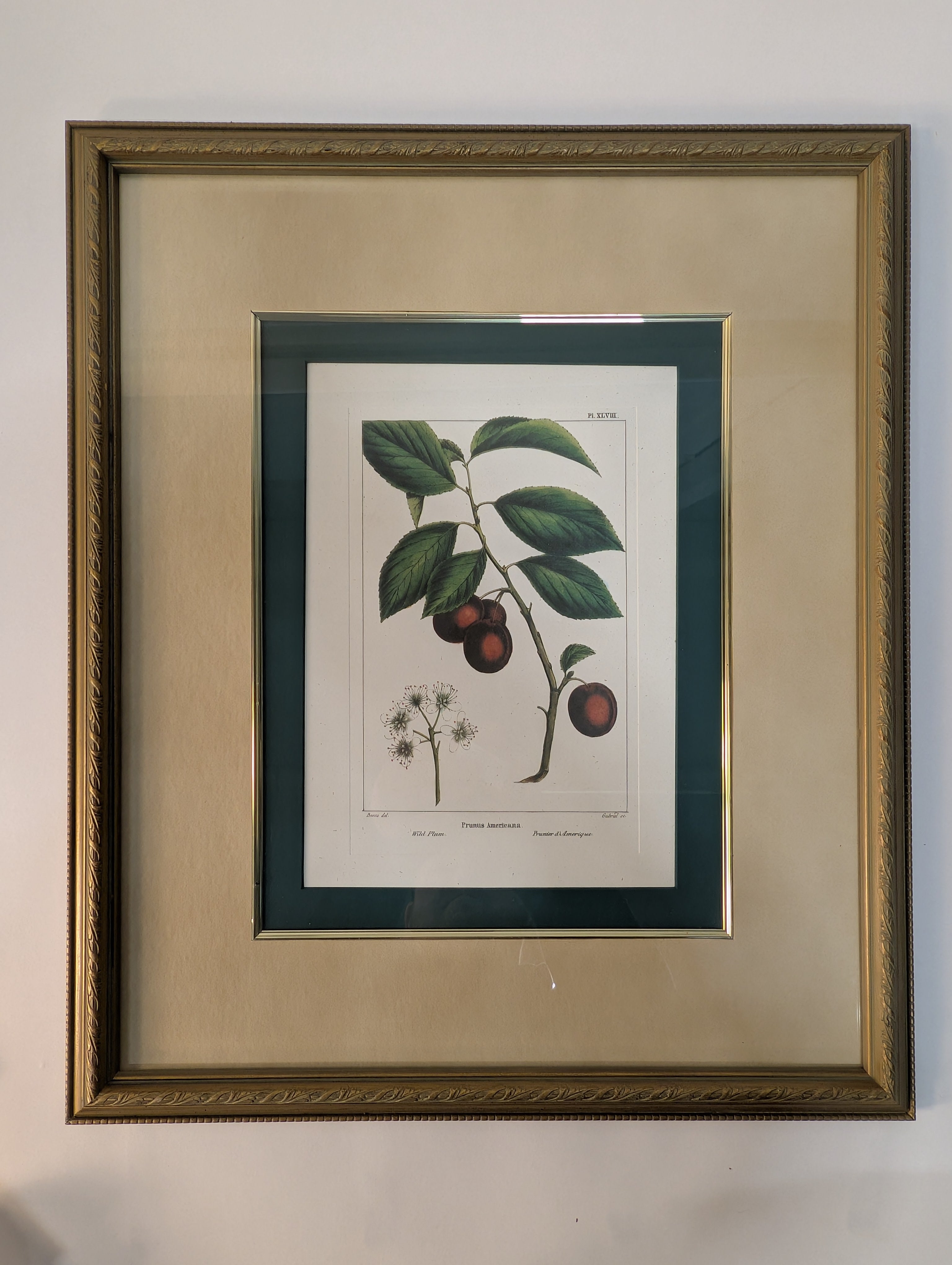 Bombay Framed Cherry Botanical Illustration with Ornate Gold Frame