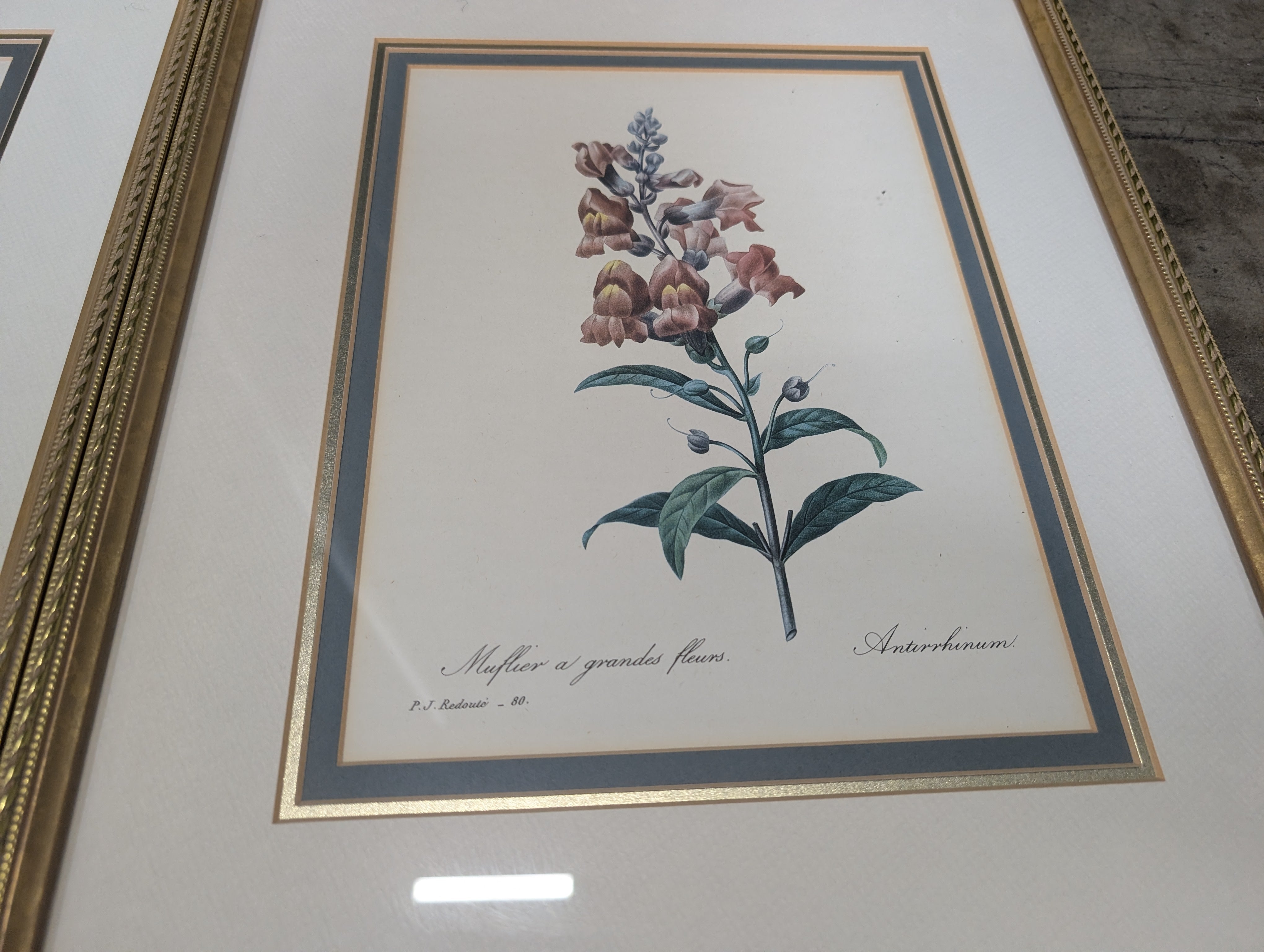 Set of Two Botanical Floral Art Print in Gold Frame
