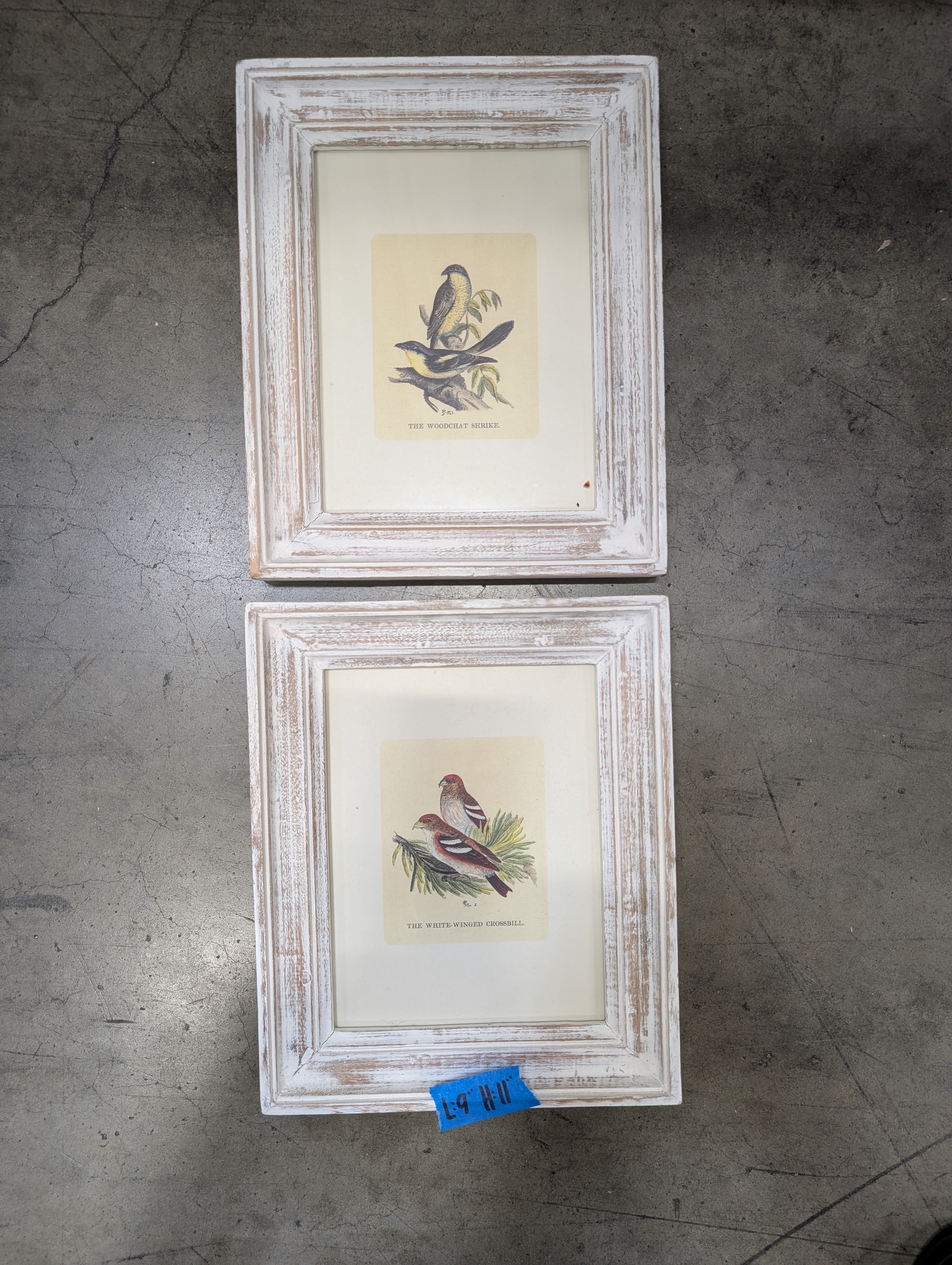 Set of two Rustic White-Winged Crossbill  and Woodchat Shrike Framed Print in Distressed Wood